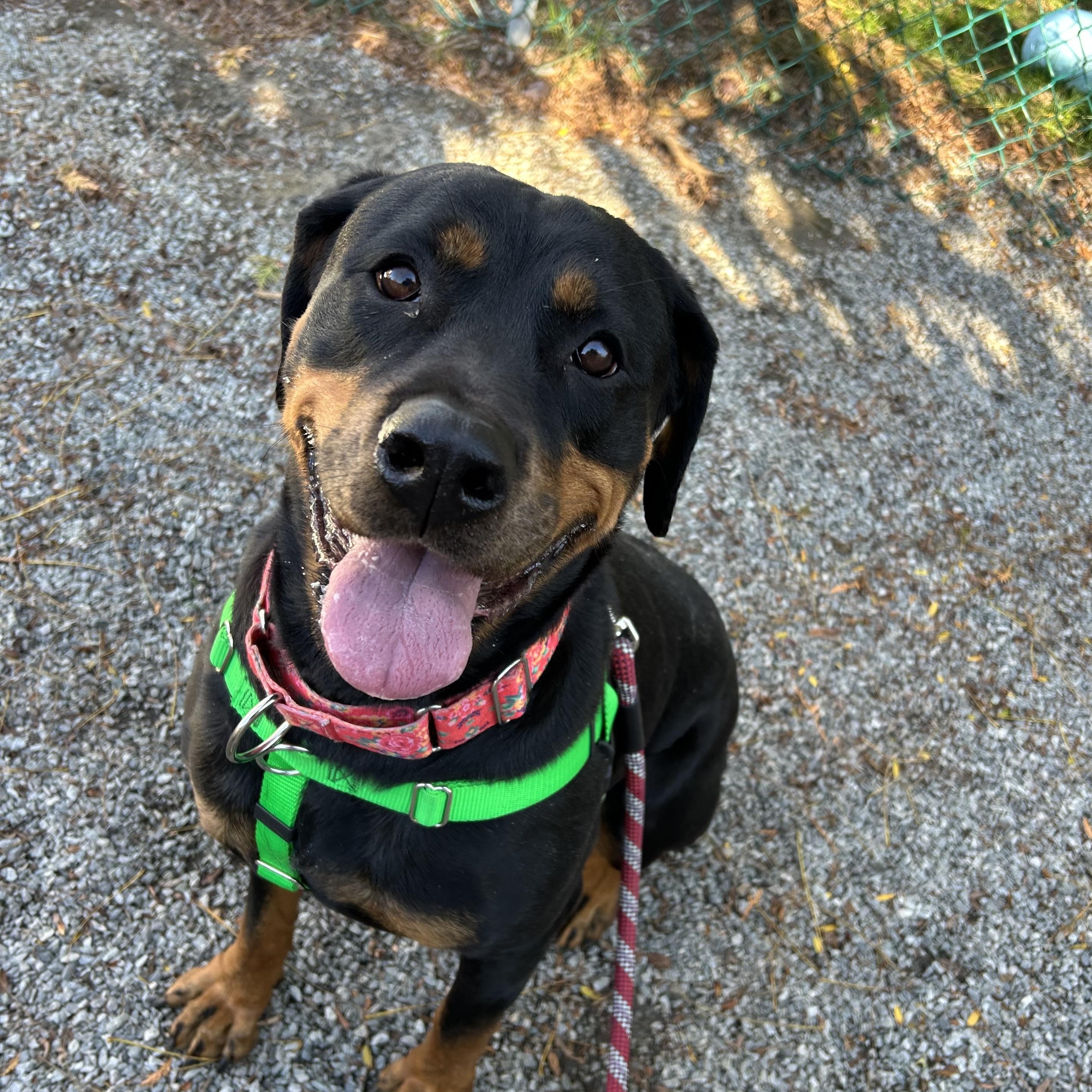 Lucille, a Adoptable Rottweiler in Providence, RI image 1/2