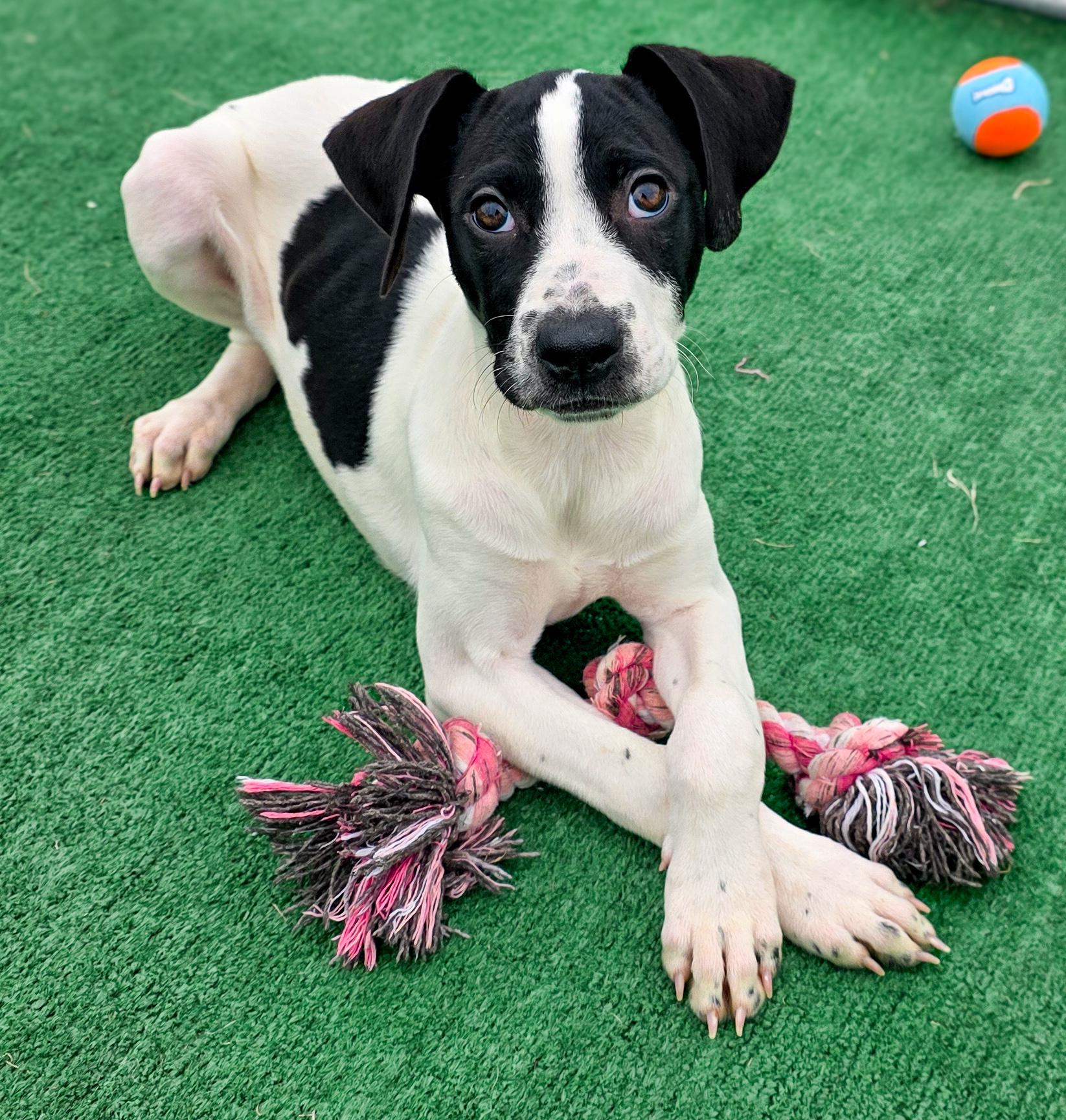 Enlarge Daisy, an adopted mixed breed in Burnsville, MN image 4/6