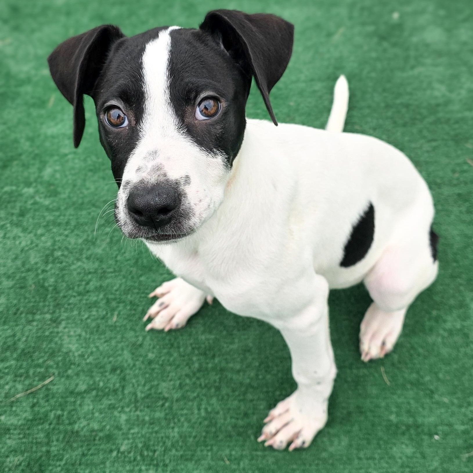 Daisy, adopted, Puppy Female Great Dane & Rhodesian Ridgeback.