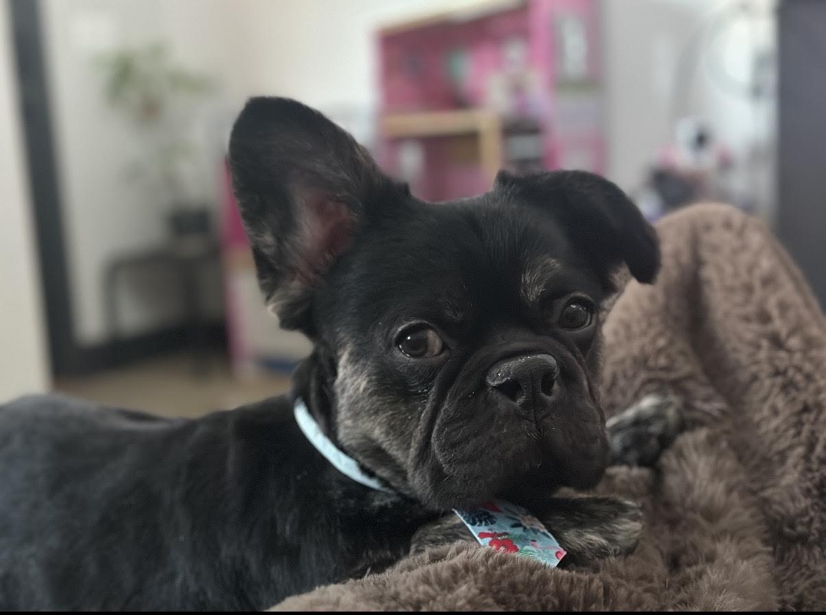 Enlarge Clyde, an adopted French Bulldog in Las Vegas, NV image 2/3