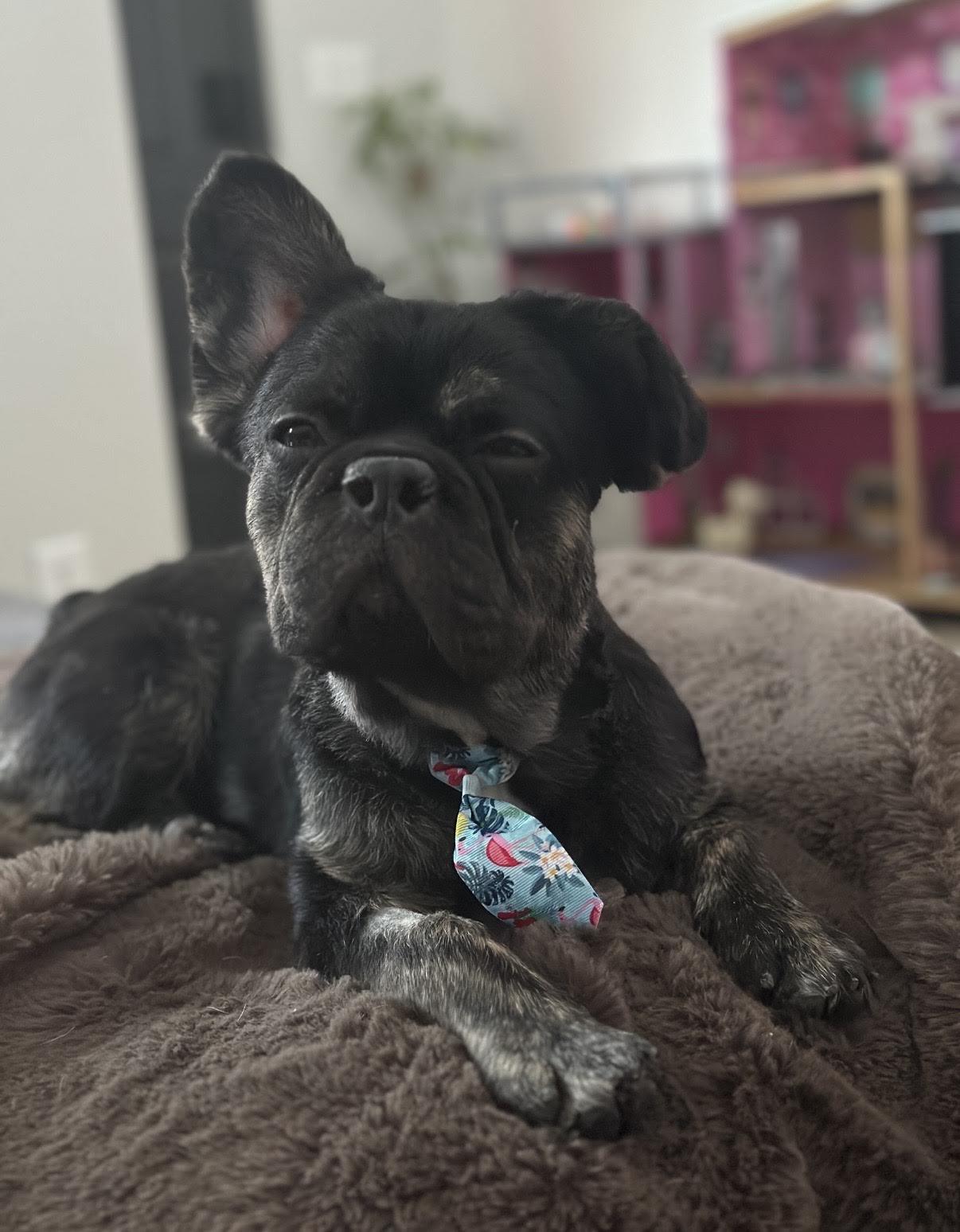 Enlarge Clyde, an adopted French Bulldog in Las Vegas, NV image 3/3