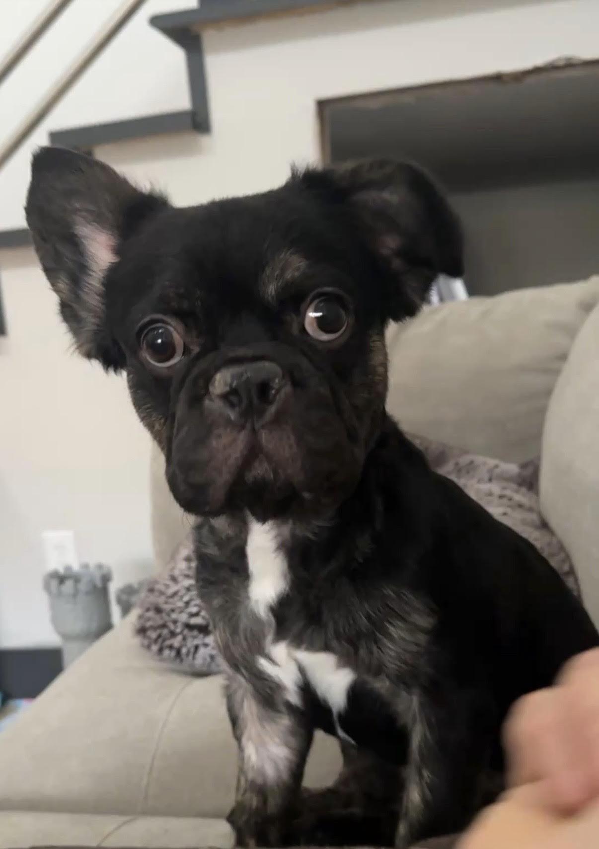 Clyde, adopted, Adult Male French Bulldog.
