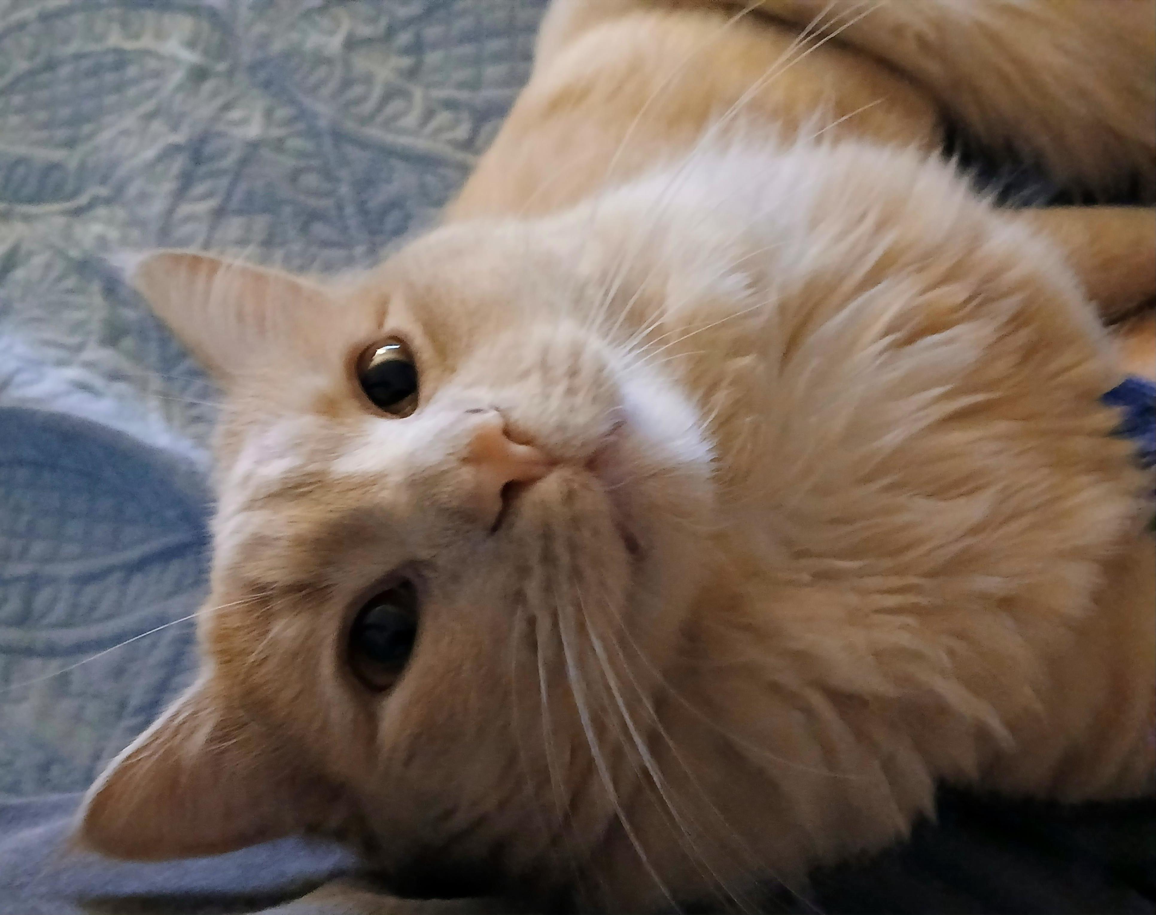 Charlie, Adopted, Young Male Persian & Turkish Angora.