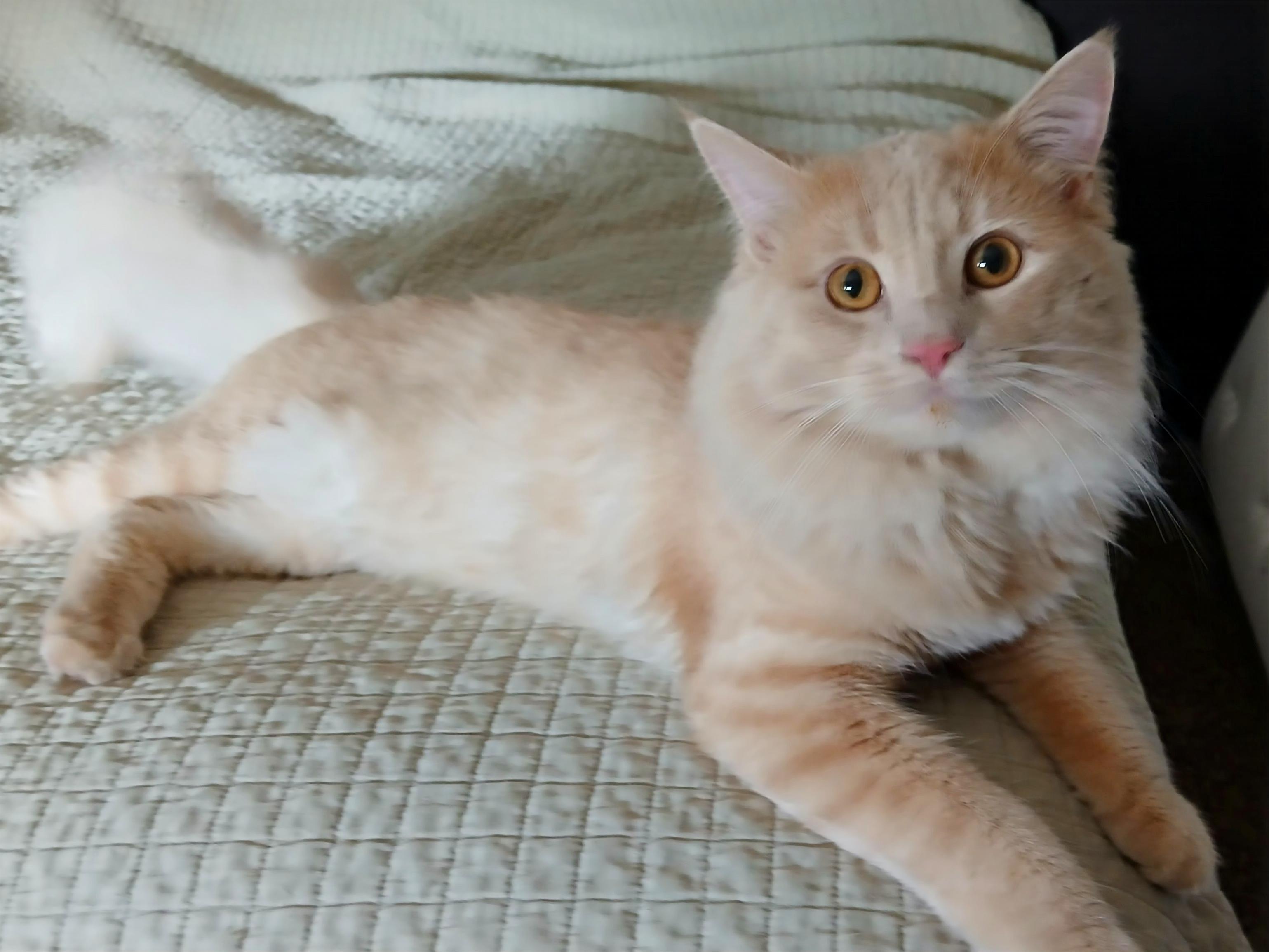 Charlie, a Adopted mixed breed in Las Vegas, NV image 2/6