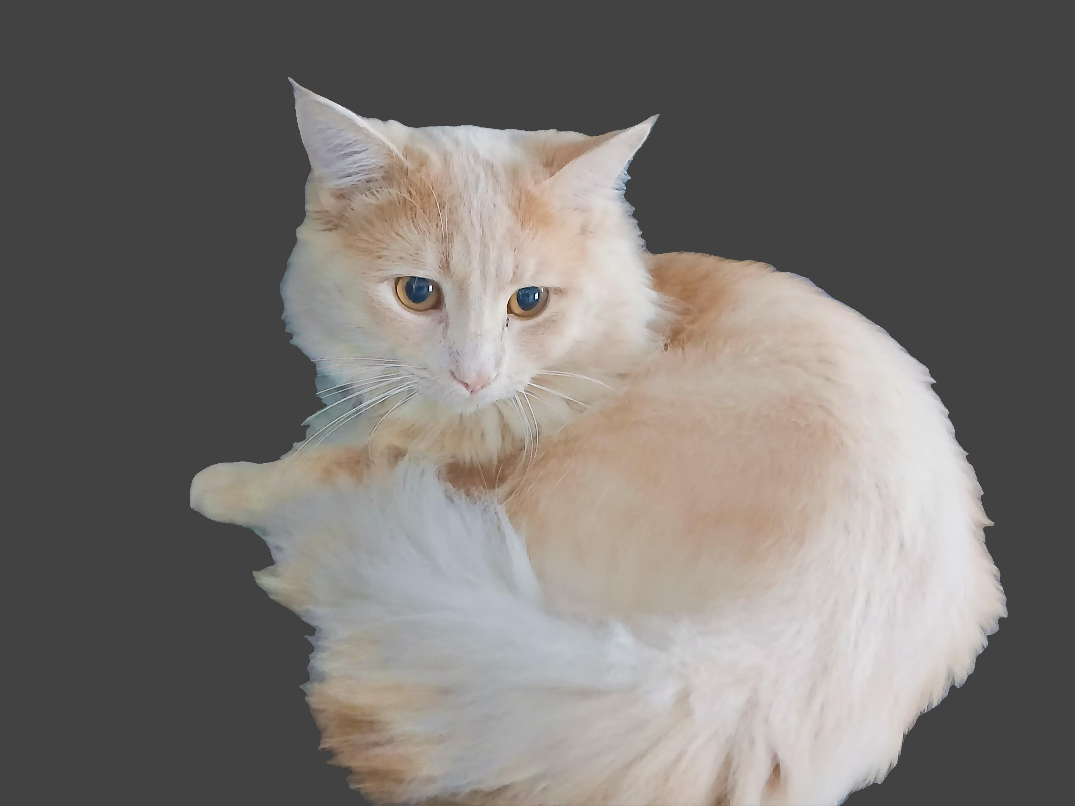 Charlie, a Adopted mixed breed in Las Vegas, NV image 4/6