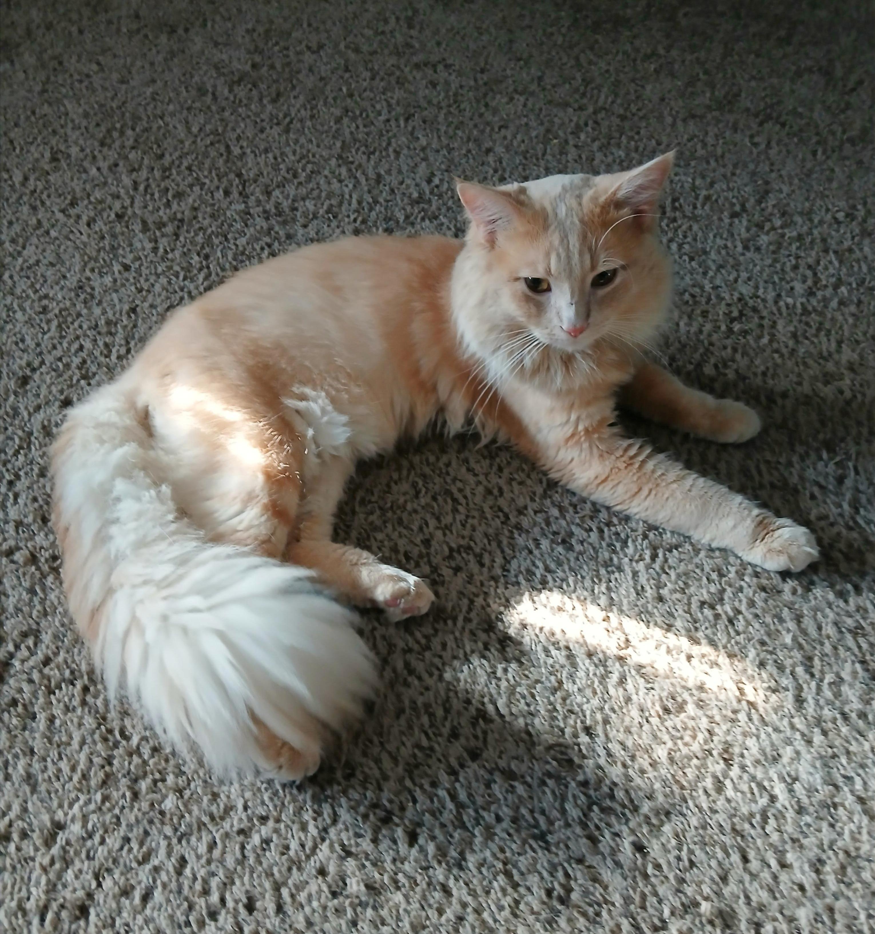 Charlie, a Adopted mixed breed in Las Vegas, NV image 5/6