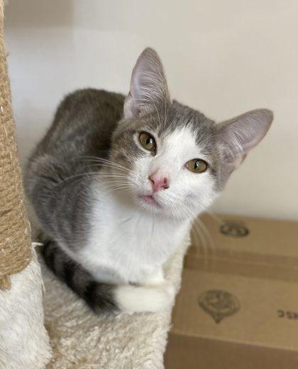 Moose, Adoptable, Kitten Male Domestic Short Hair & Domestic Short Hair.