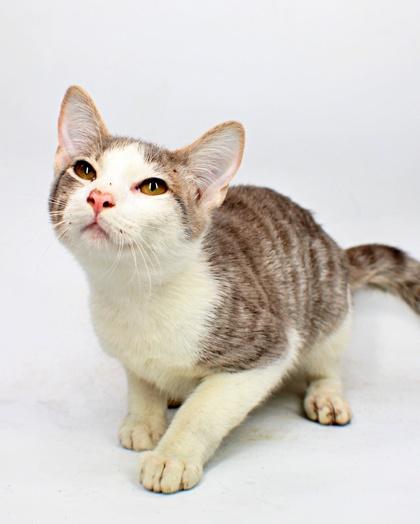 Enlarge Moose, a Adoptable mixed breed in Morton Grove, IL image 2/2
