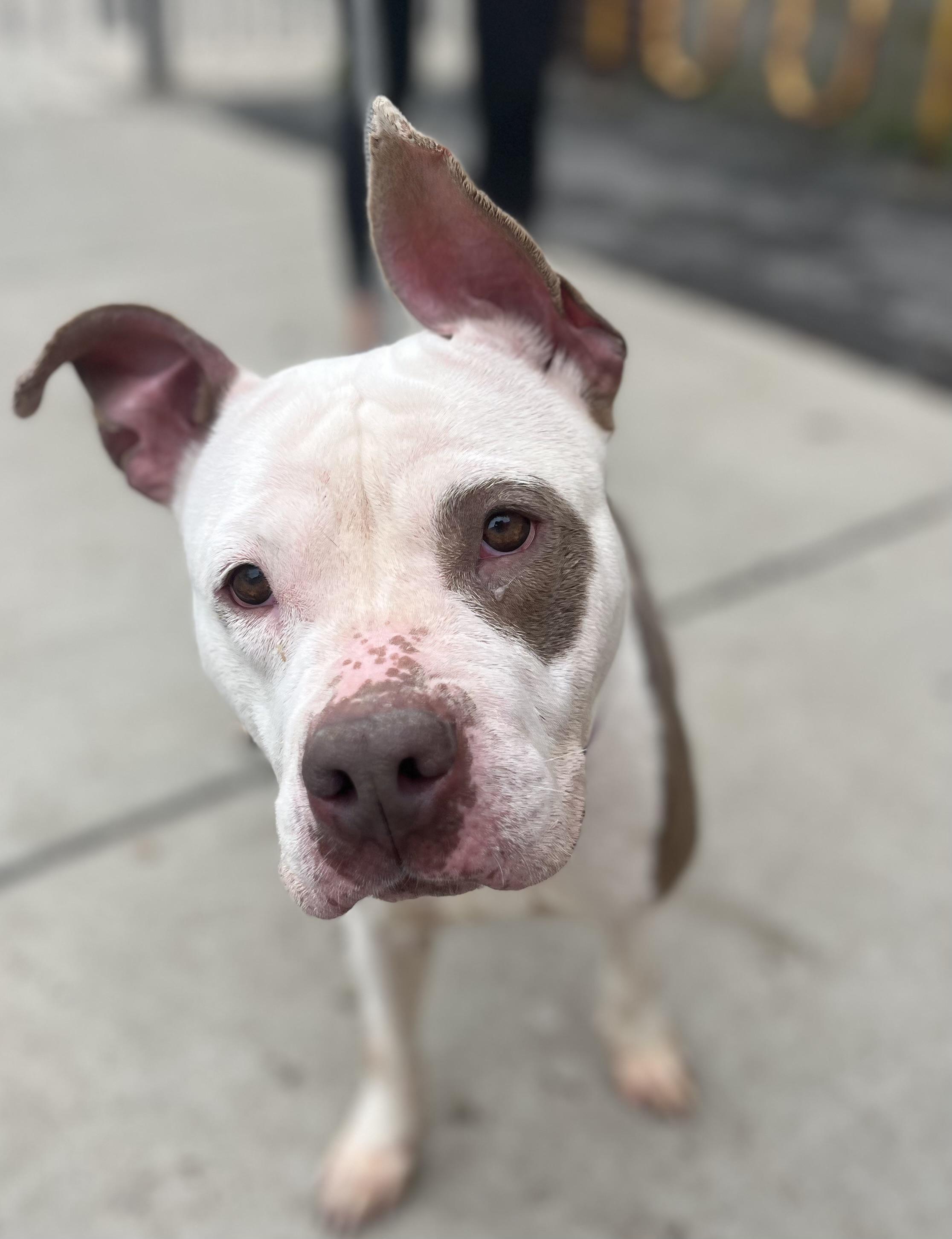 Rue, a ADOPTABLE mixed breed in Buffalo, NY image 3/6
