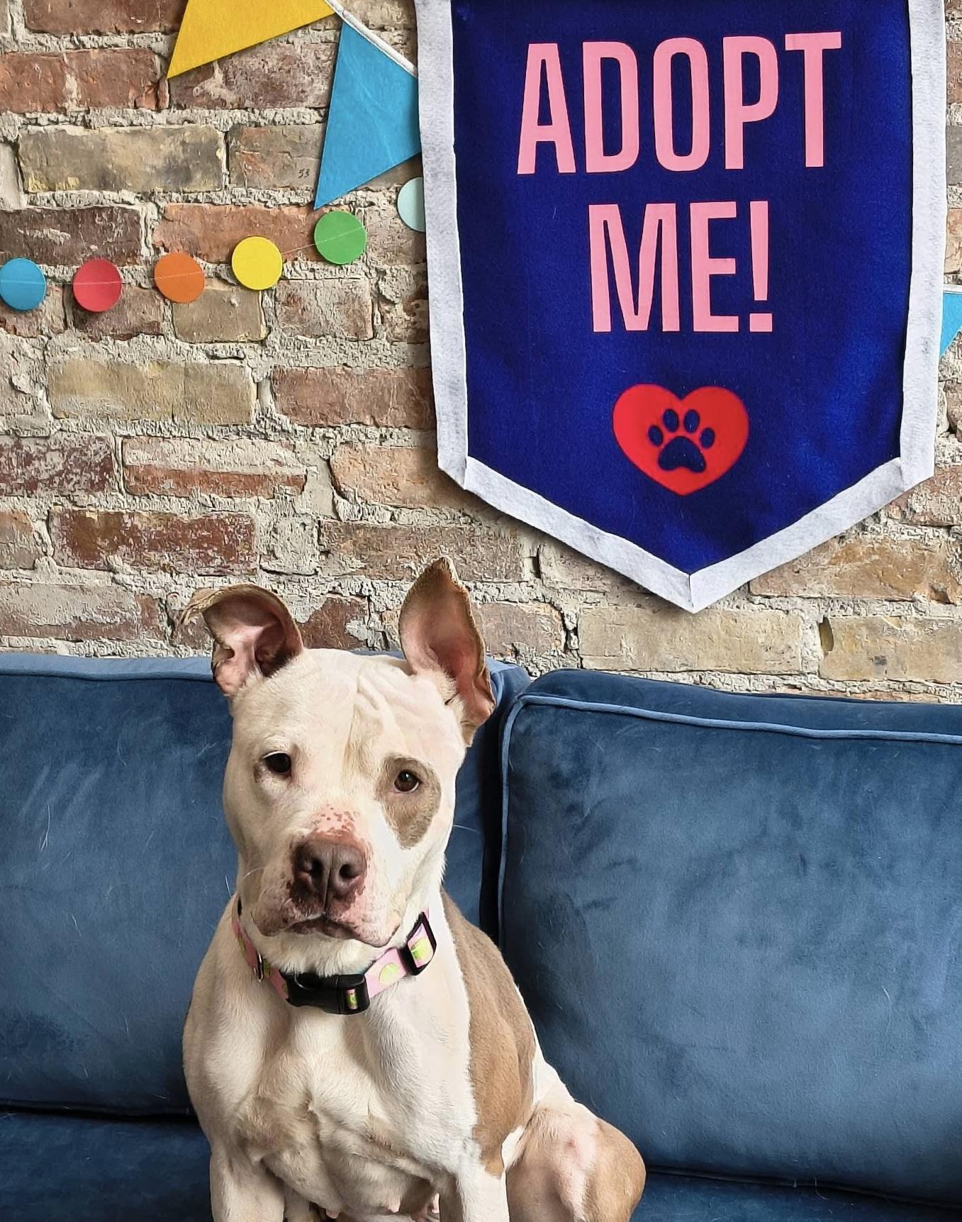 Rue, a ADOPTABLE mixed breed in Buffalo, NY image 4/6