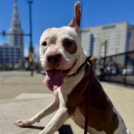 Rue, a ADOPTABLE mixed breed in Buffalo, NY image 2/6