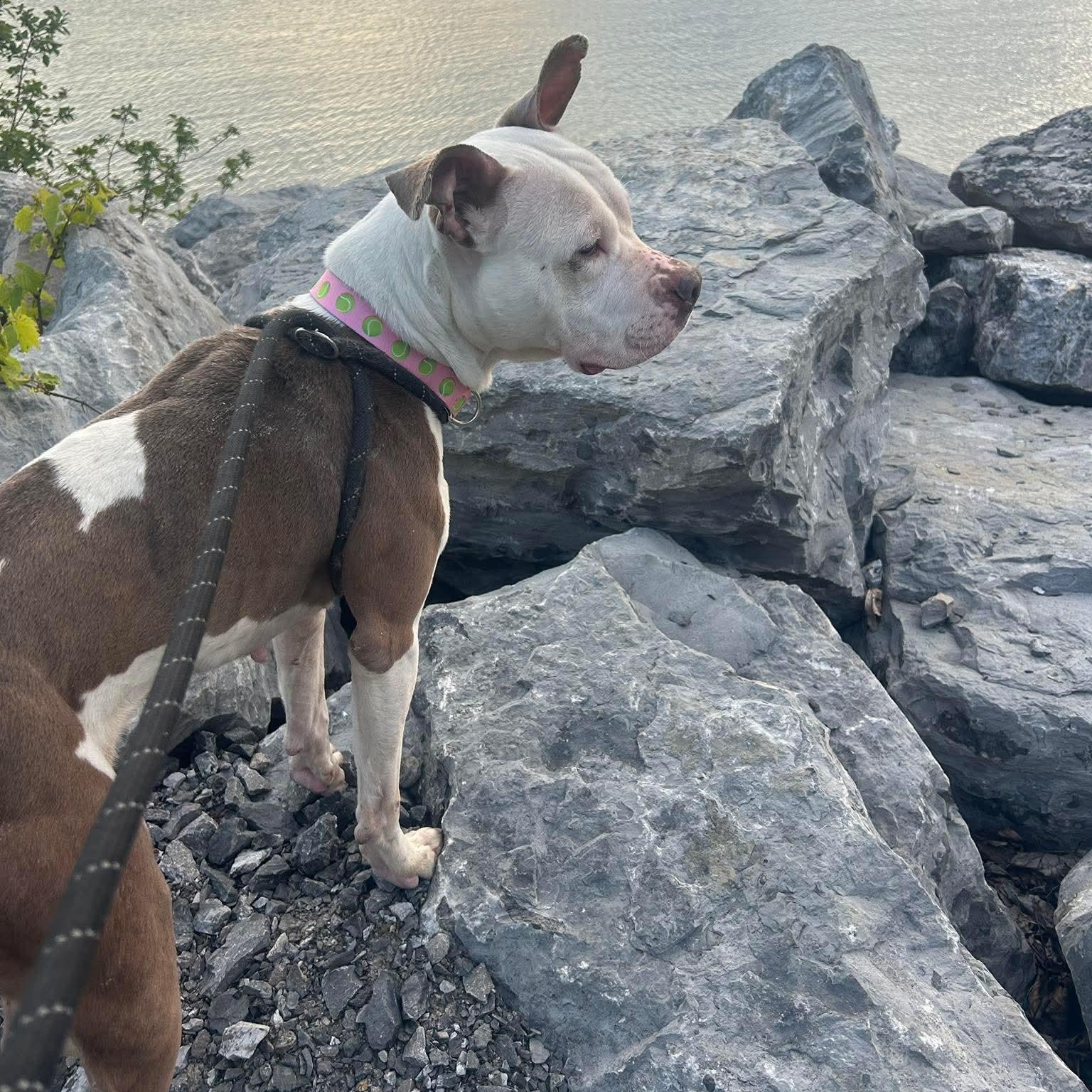 Rue, a ADOPTABLE mixed breed in Buffalo, NY image 5/6