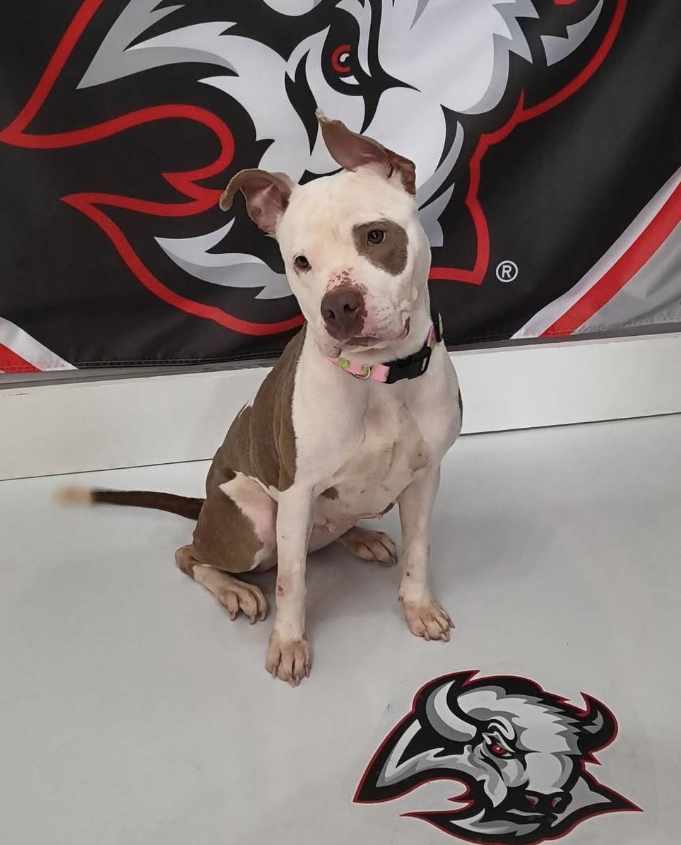 Rue, ADOPTABLE, Young Female Pit Bull Terrier.
