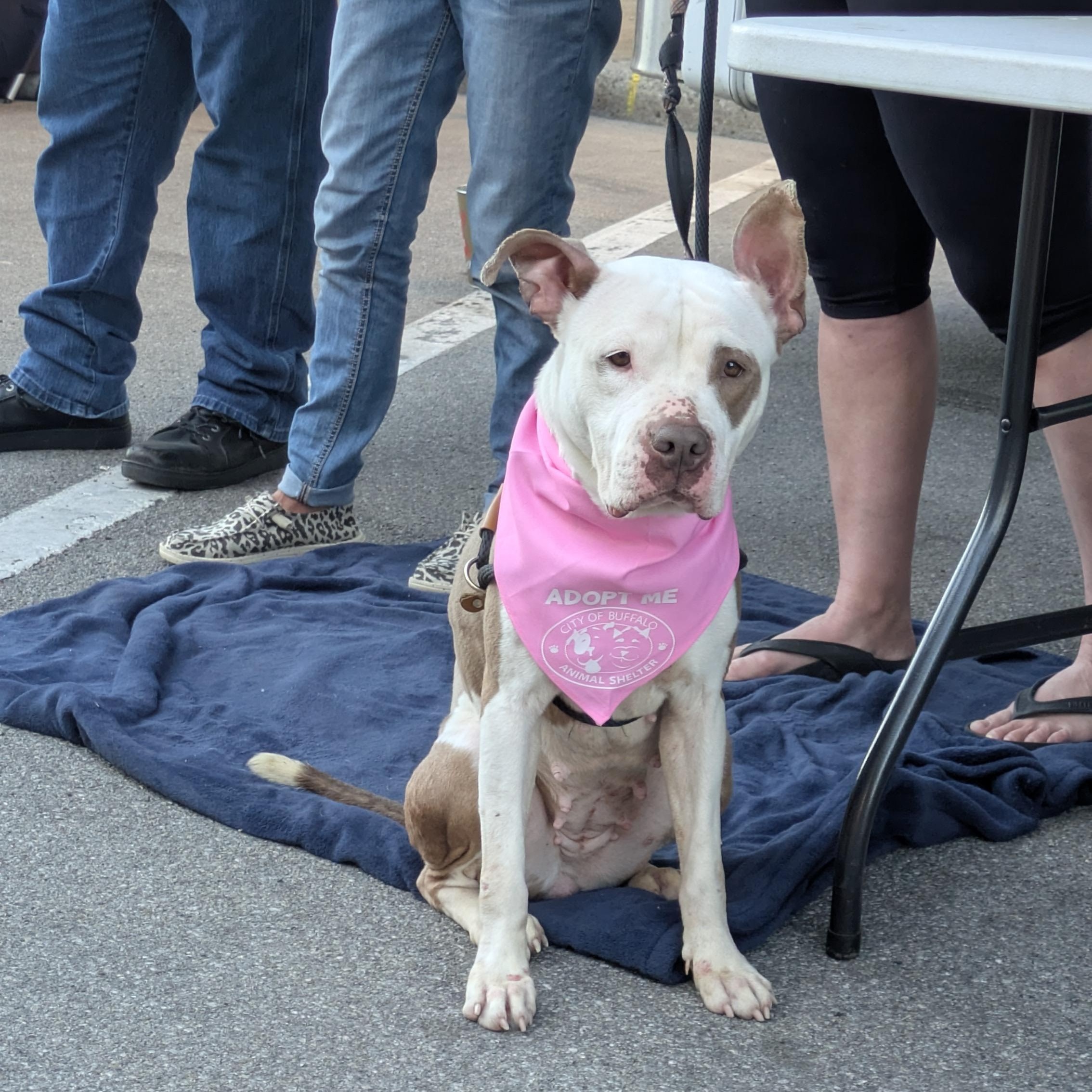 Enlarge Rue, a ADOPTABLE mixed breed in Buffalo, NY image 6/6