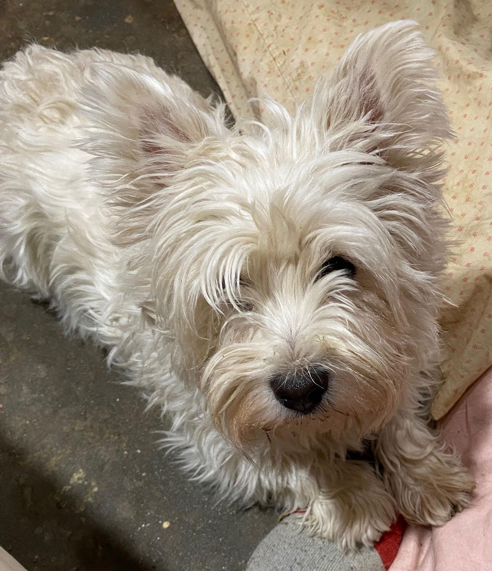 Enlarge Lilly, a Adopted West Highland White Terrier / Westie in Rye, NH image 1/1