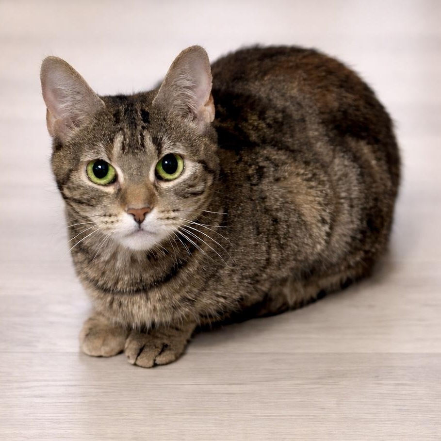 Inferno, ADOPTABLE, Young Female Tabby.