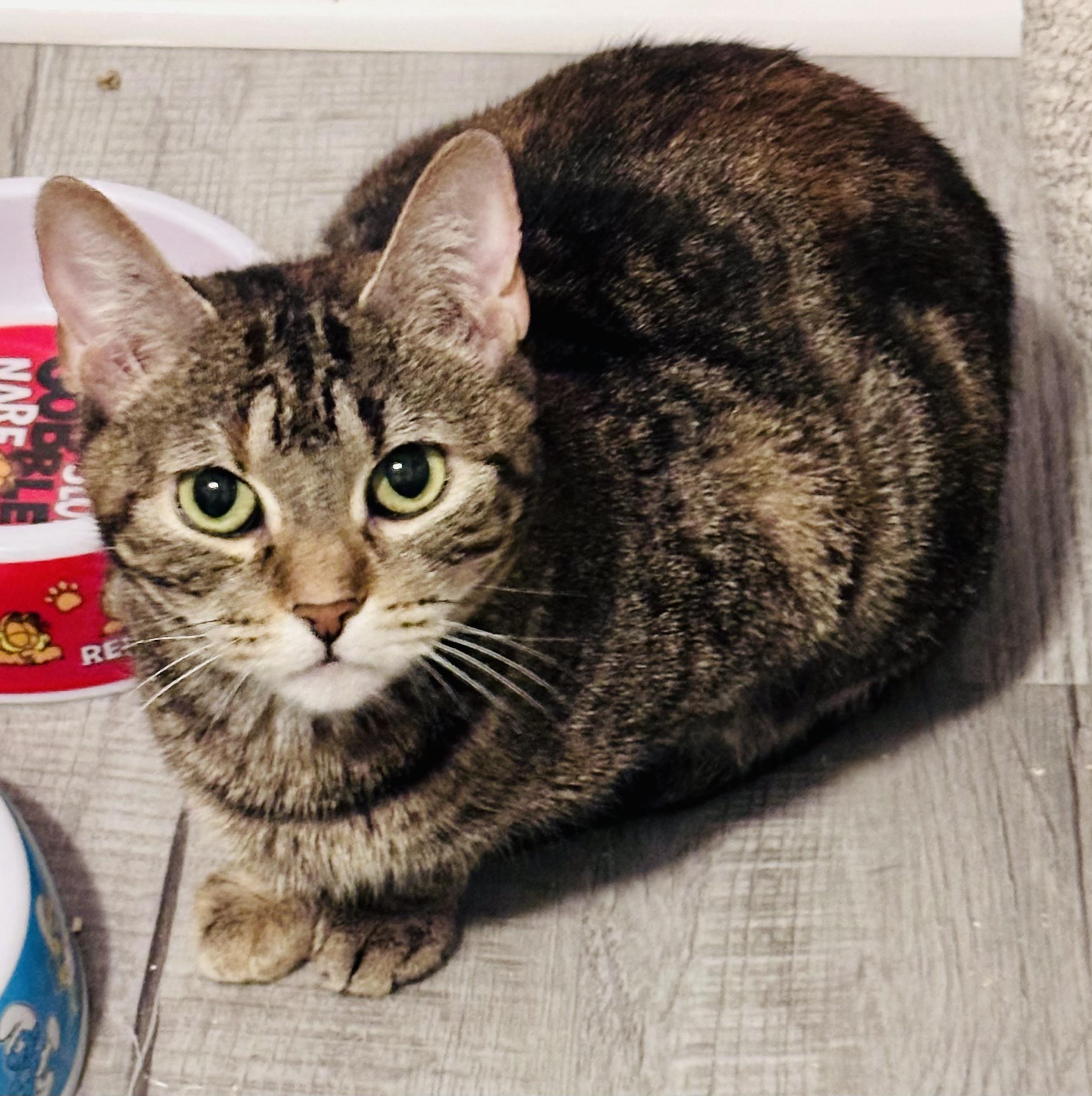 Enlarge Inferno, a ADOPTABLE Tabby in Plainville, CT image 2/6