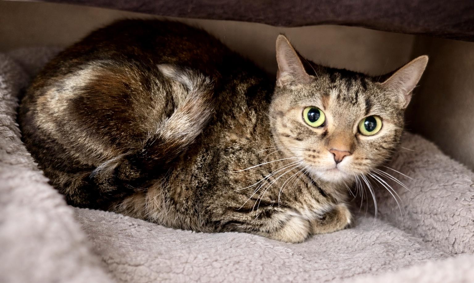 Enlarge Inferno, a ADOPTABLE Tabby in Plainville, CT image 4/6