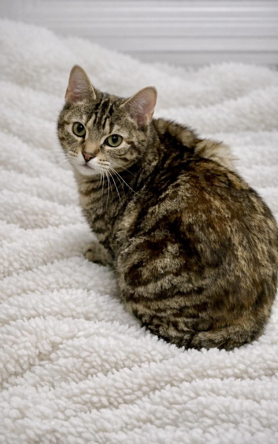 Enlarge Inferno, a ADOPTABLE Tabby in Plainville, CT image 3/6