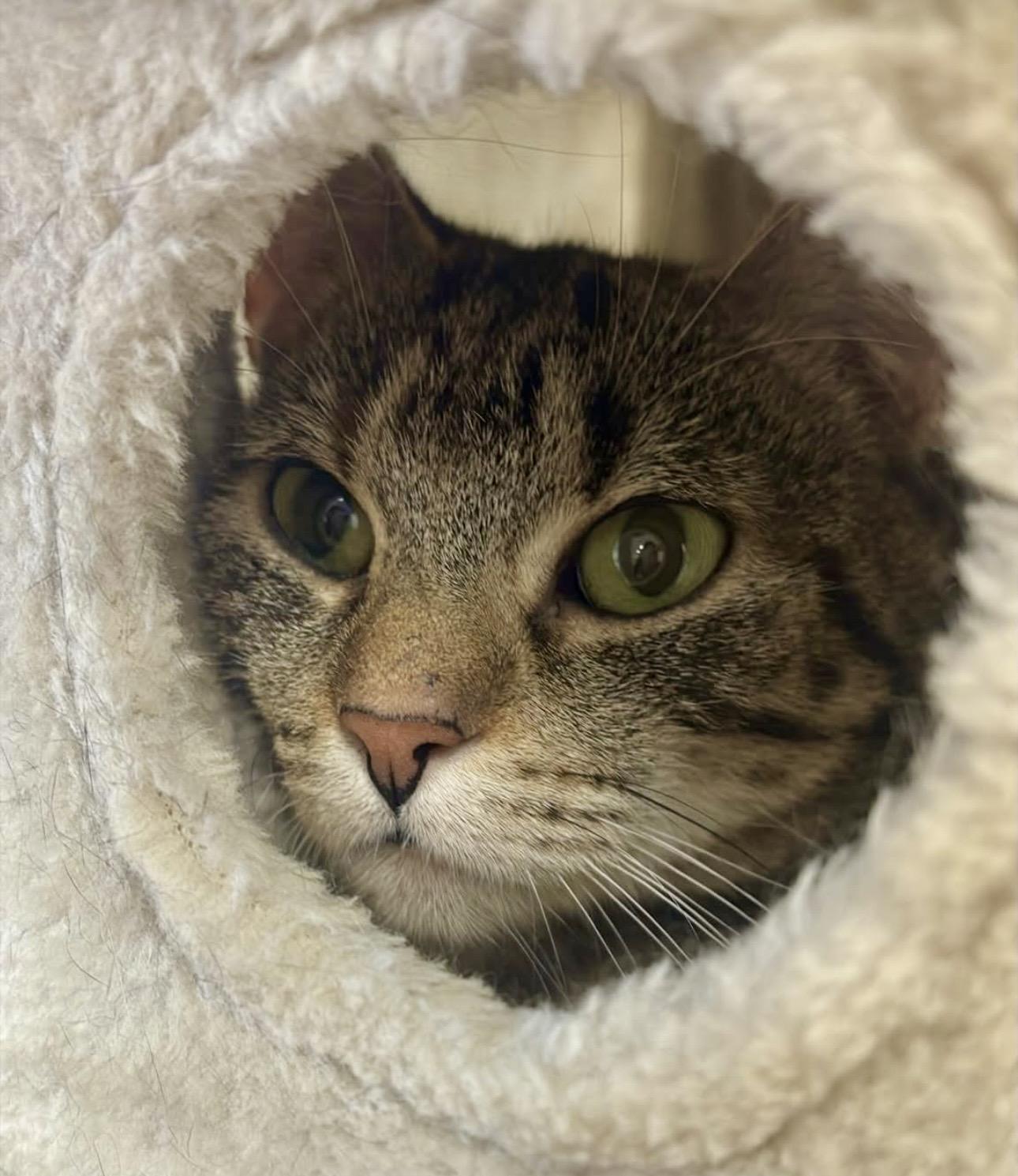 Enlarge Inferno, a ADOPTABLE Tabby in Plainville, CT image 5/6