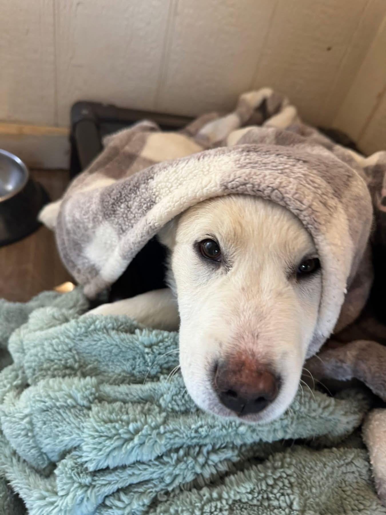 Enlarge Blitzen, a ADOPTABLE mixed breed in Southlake, TX image 1/4