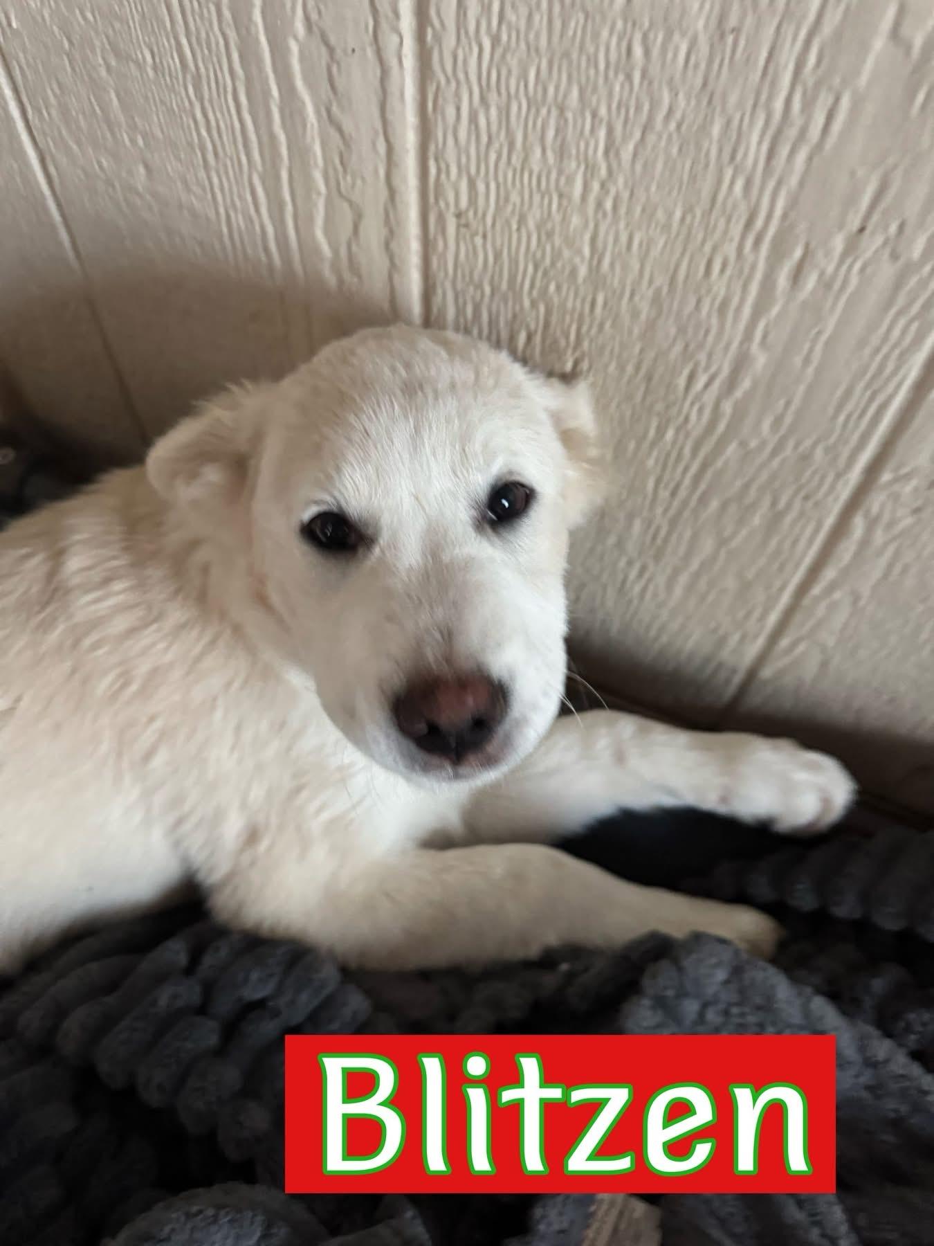 Enlarge Blitzen, a ADOPTABLE mixed breed in Southlake, TX image 2/4