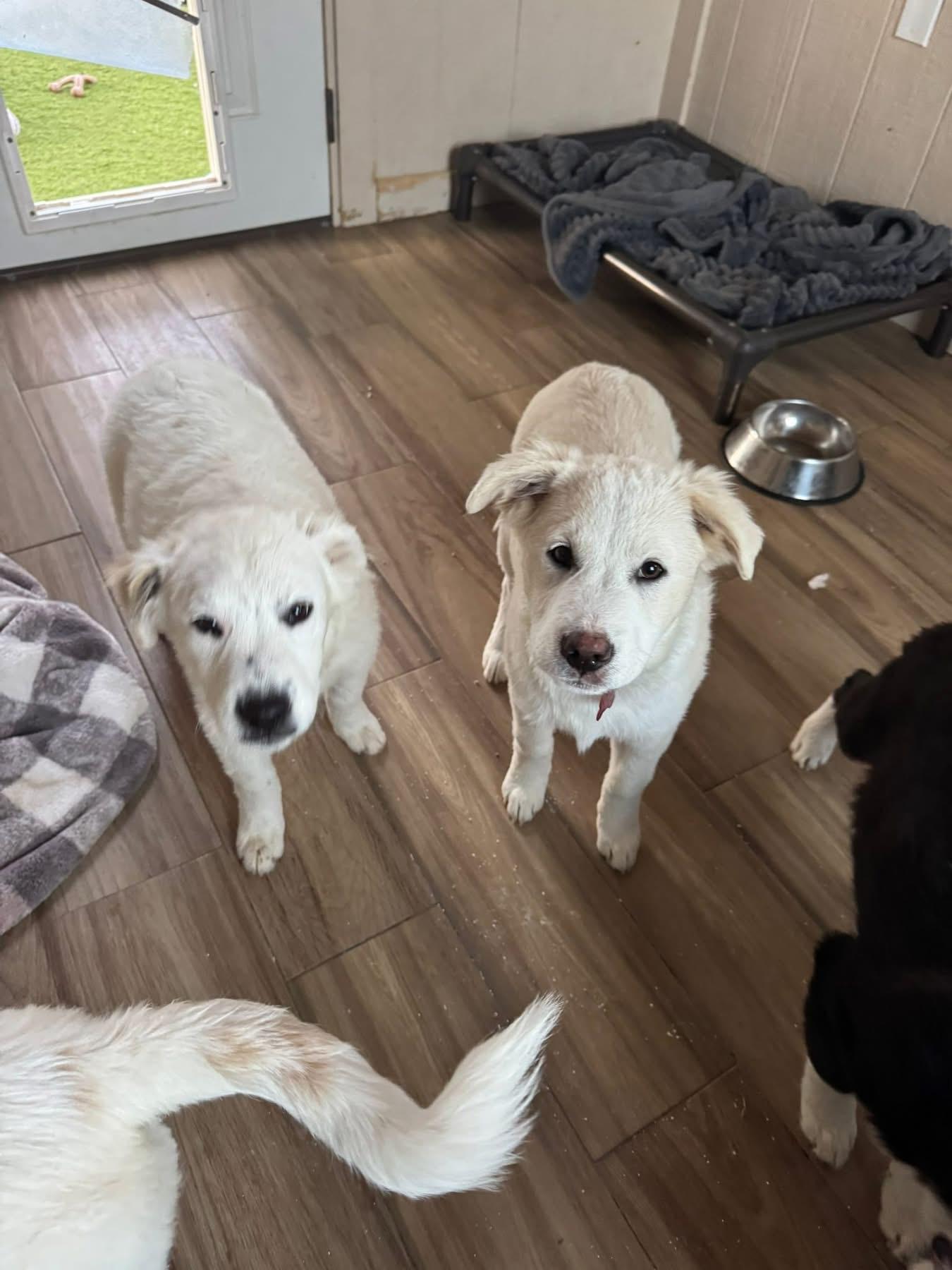 Enlarge Blitzen, a ADOPTABLE mixed breed in Southlake, TX image 3/4