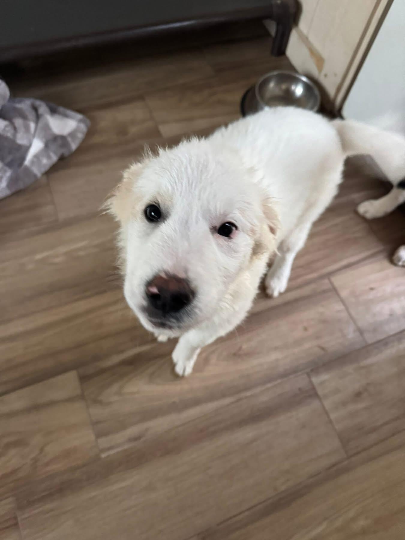 Enlarge Blitzen, a ADOPTABLE mixed breed in Southlake, TX image 4/4