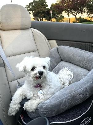 Enlarge Sofie, a ADOPTABLE Maltese in Nerstrand, MN image 2/3