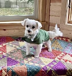 Sofie, ADOPTABLE, Adult Female Maltese.