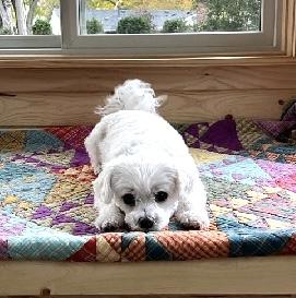 Enlarge Sofie, a ADOPTABLE Maltese in Nerstrand, MN image 3/3