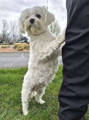 Enlarge Sofie, an adopted Maltese in Nerstrand, MN image 4/5