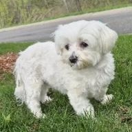Sofie, adopted, Adult Female Maltese.