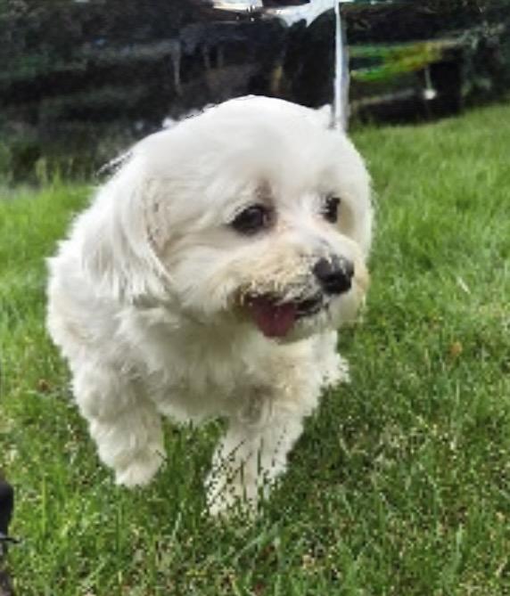 Enlarge Sofie, an adopted Maltese in Nerstrand, MN image 5/5