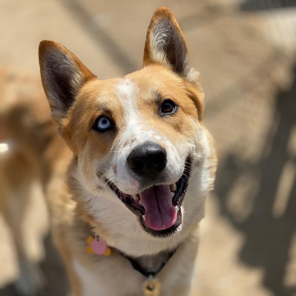 Enlarge Hogan, a Adoptable mixed breed in Fresno, CA image 3/6