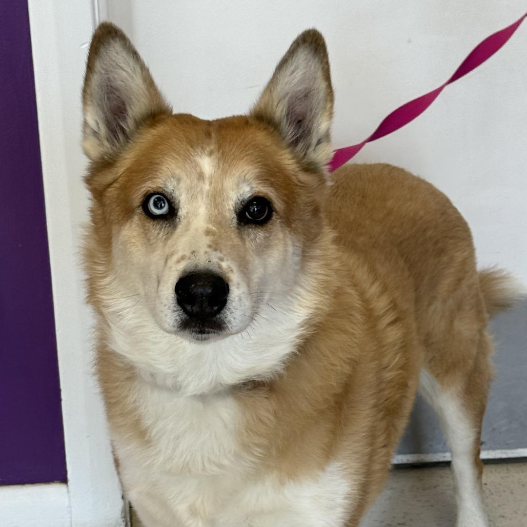 Enlarge Hogan, a Adoptable mixed breed in Fresno, CA image 4/6