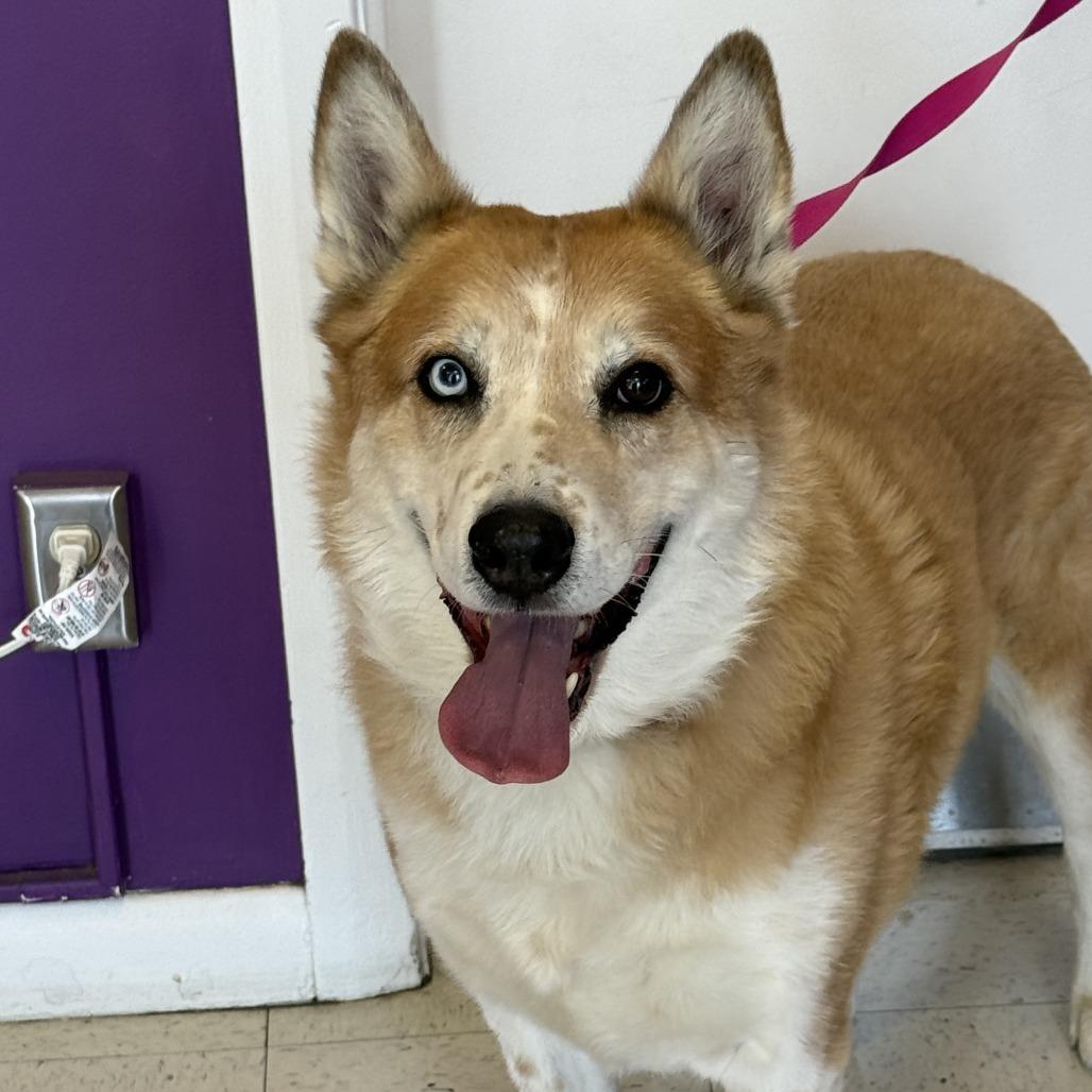 Enlarge Hogan, a Adoptable mixed breed in Fresno, CA image 2/6
