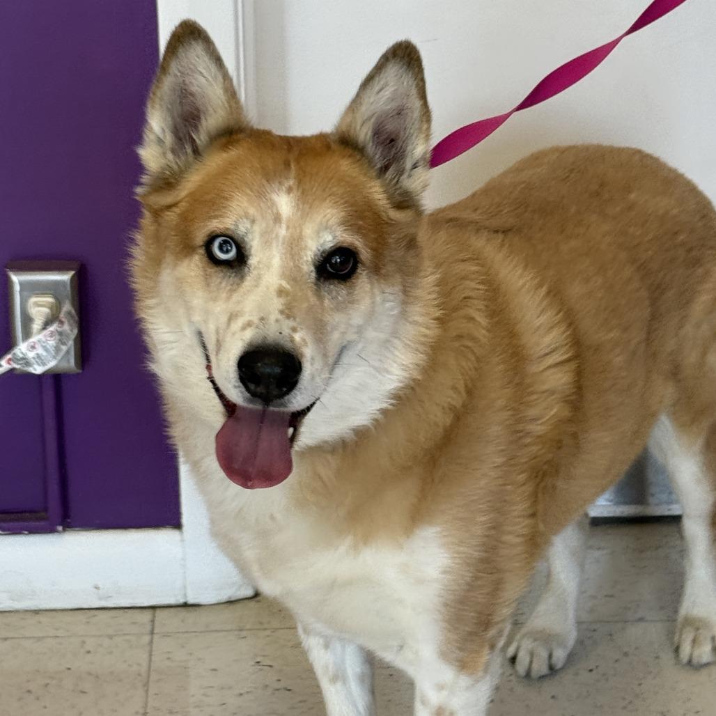 Enlarge Hogan, a Adoptable mixed breed in Fresno, CA image 5/6