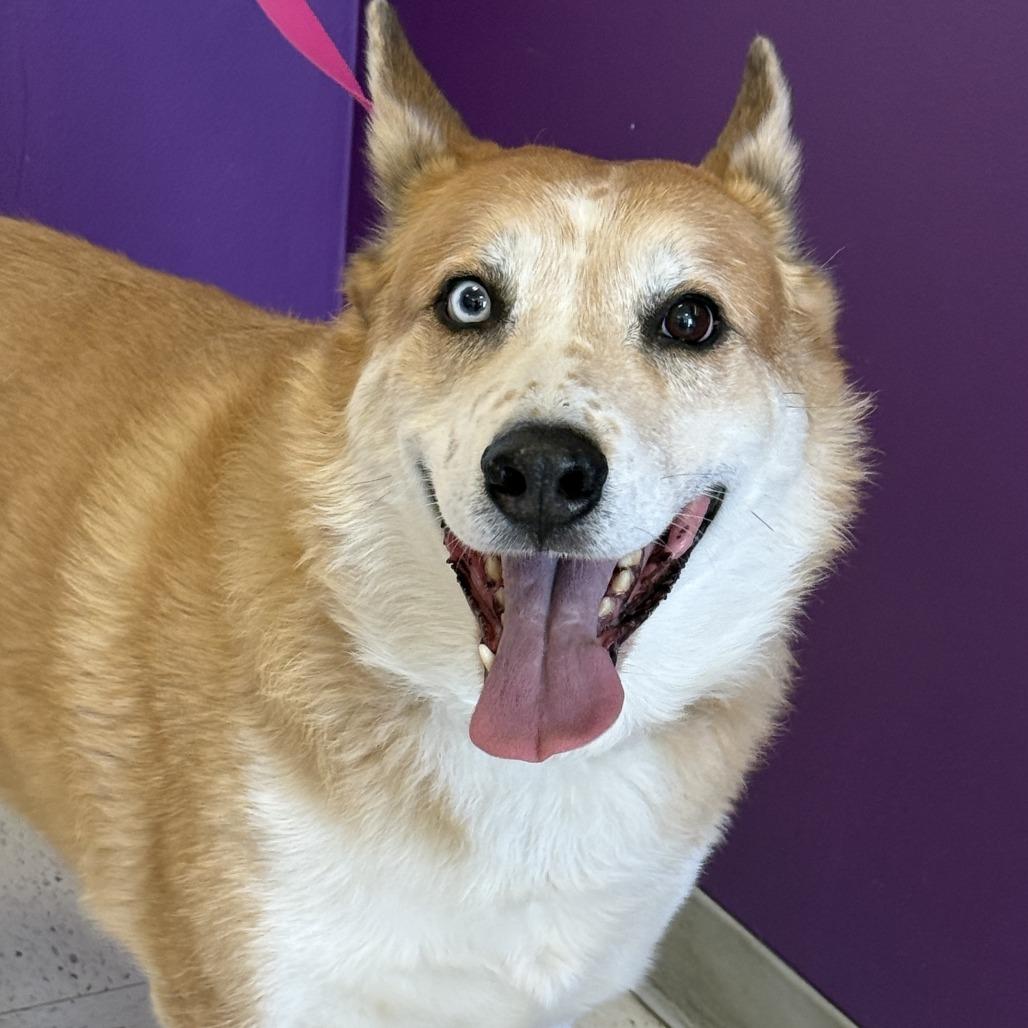 Enlarge Hogan, a Adoptable mixed breed in Fresno, CA image 6/6