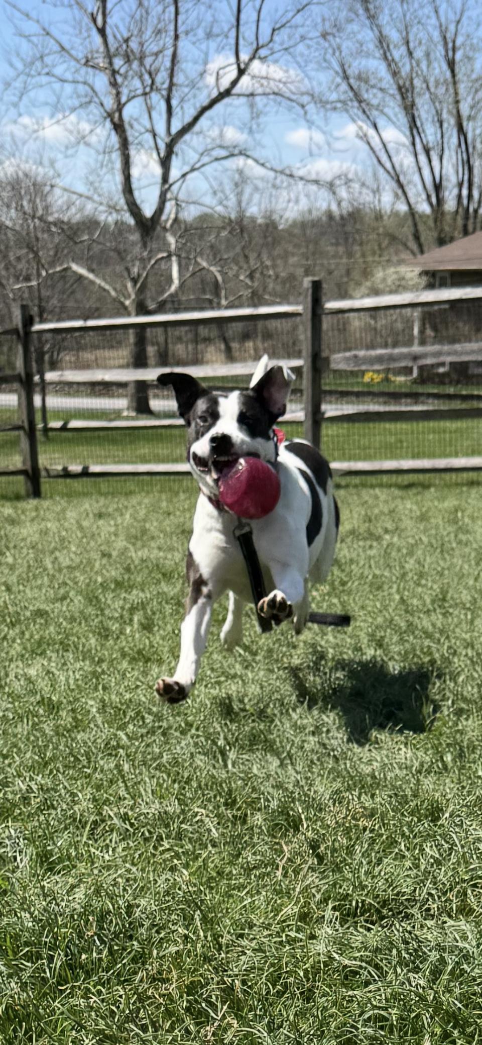 Oreo, a Adoptable mixed breed in Avondale, PA image 3/6