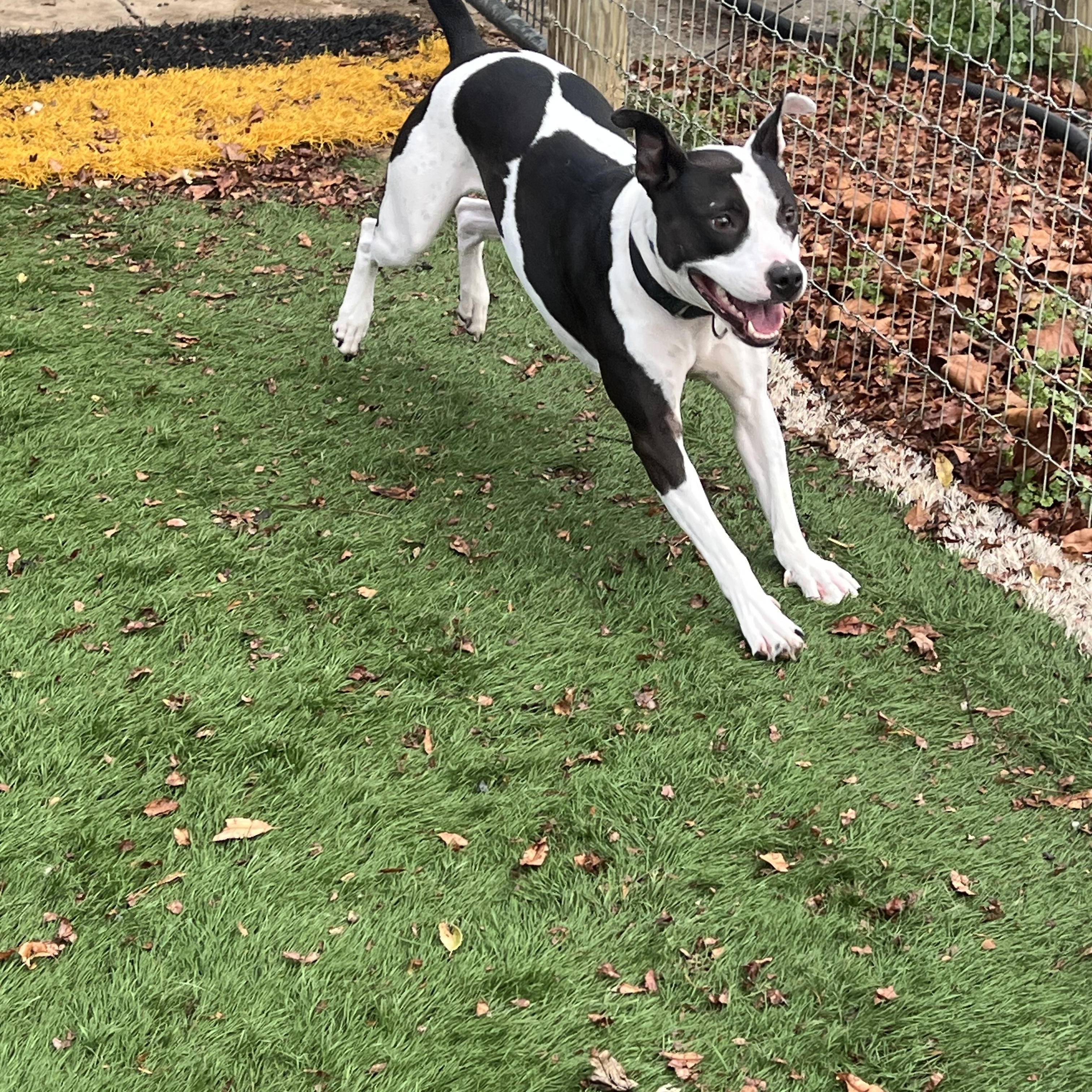 Oreo, a Adoptable mixed breed in Avondale, PA image 6/6