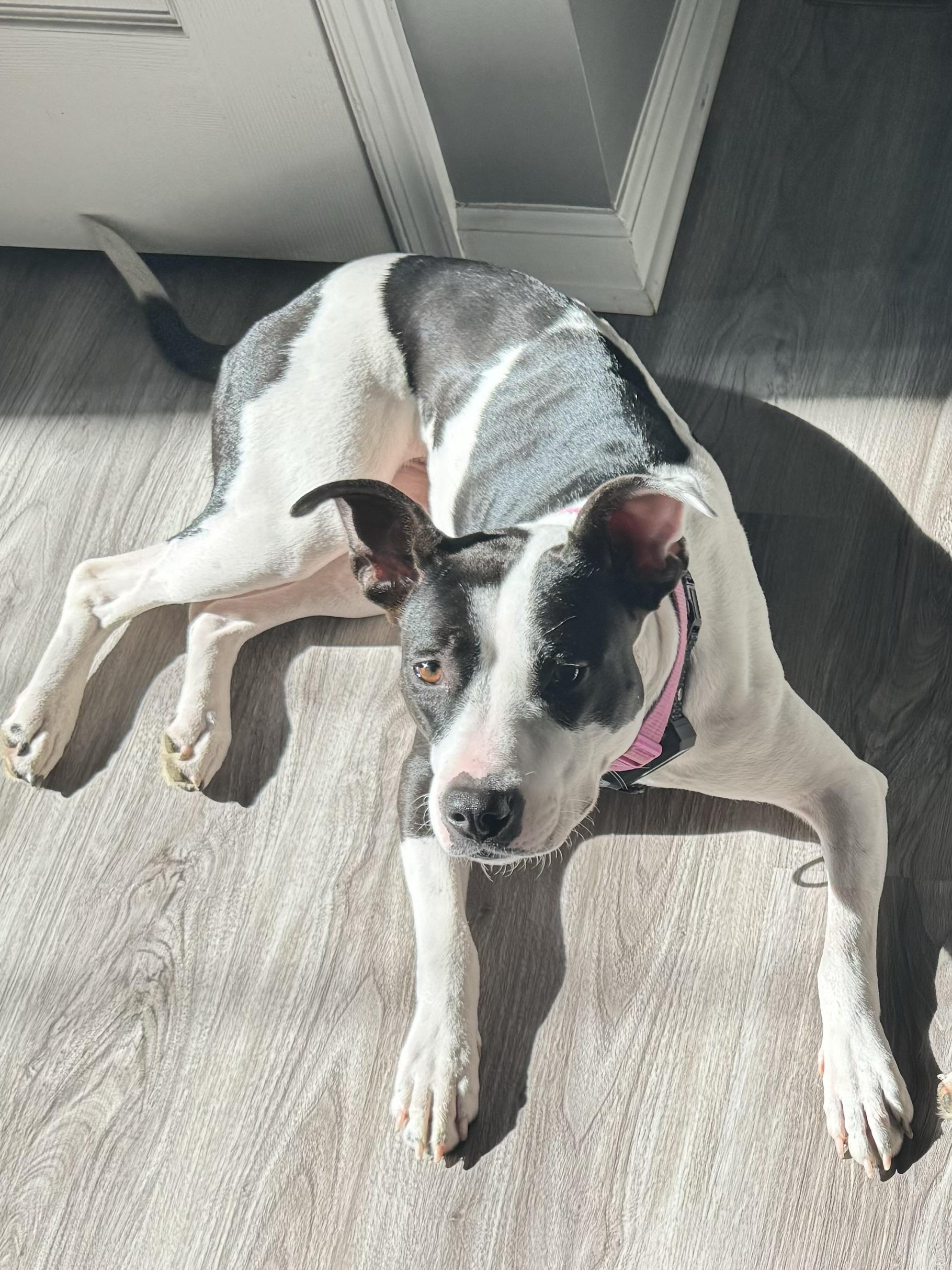 Oreo, a Adoptable mixed breed in Avondale, PA image 5/6