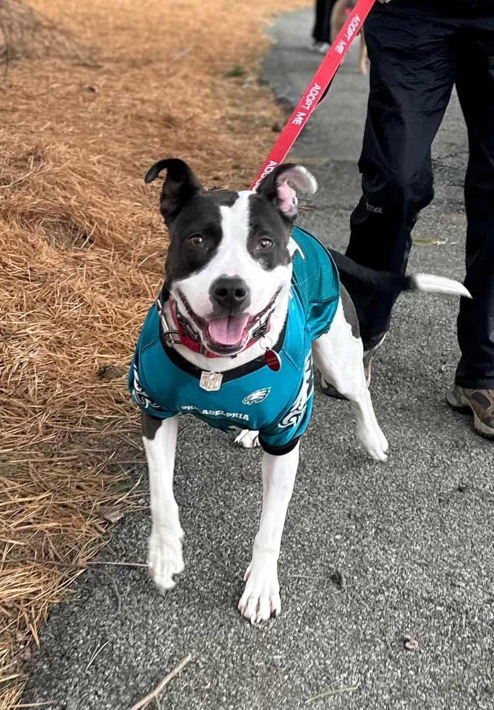 Oreo, a Adoptable mixed breed in Avondale, PA image 4/6