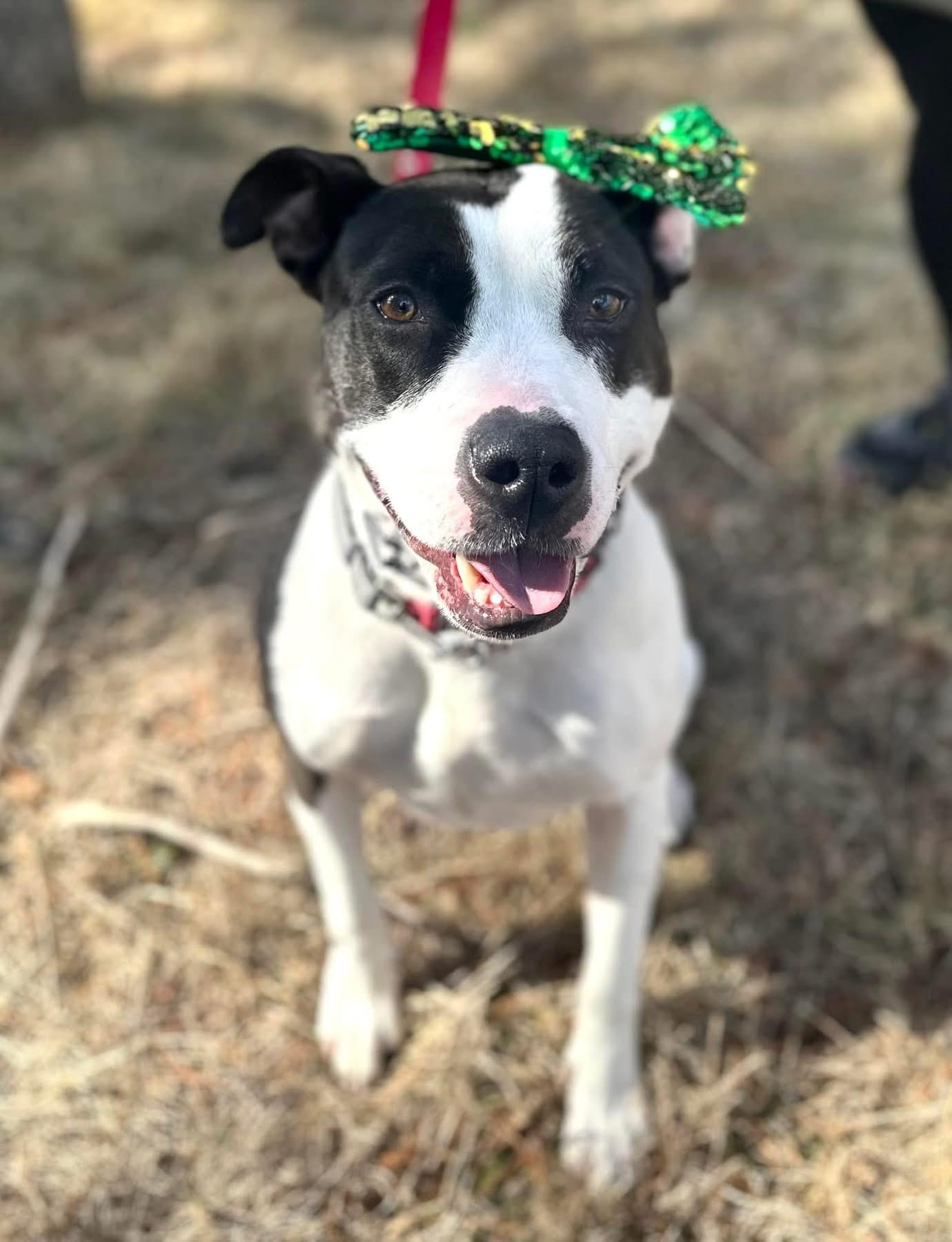 Oreo, a Adoptable mixed breed in Avondale, PA image 1/6