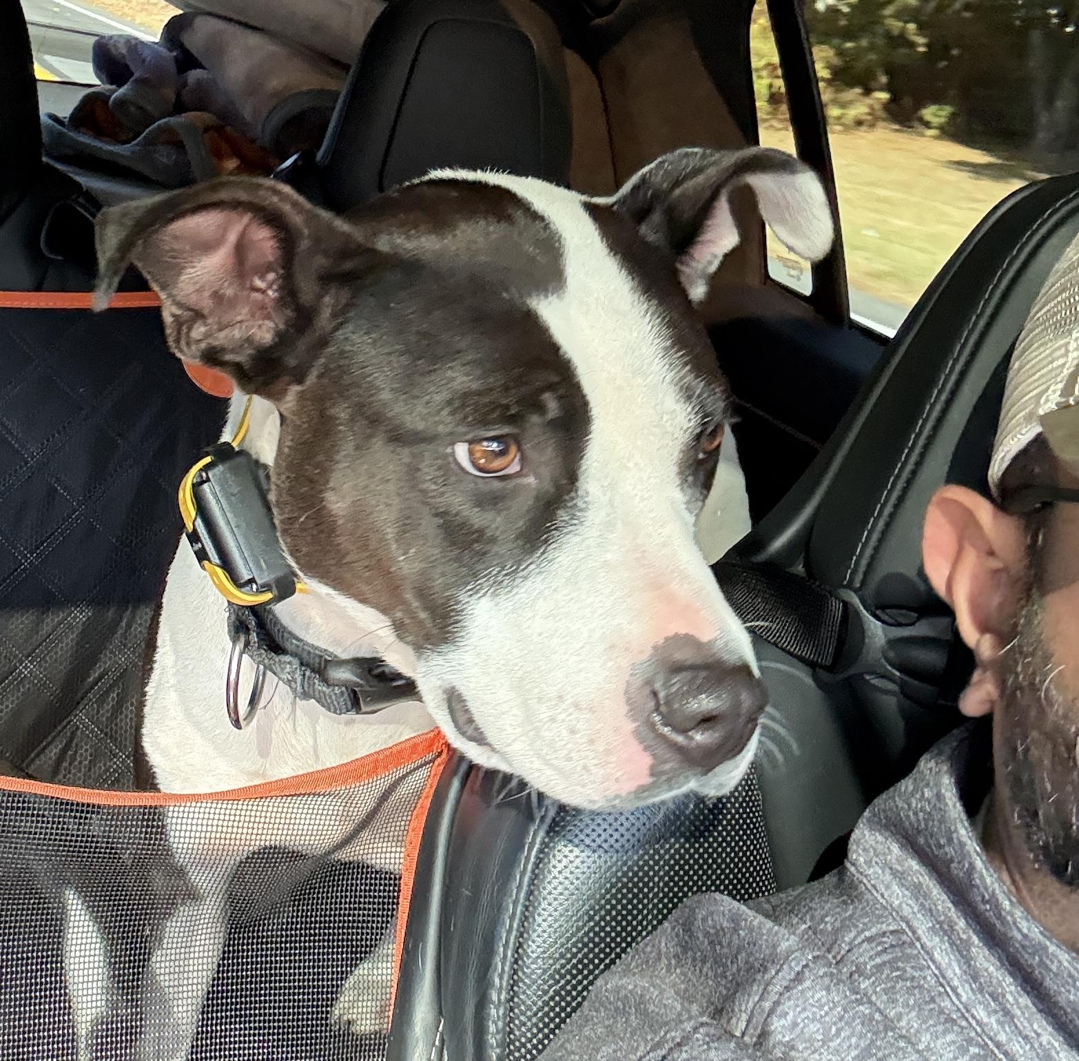 Oreo, a Adoptable mixed breed in Avondale, PA image 2/6