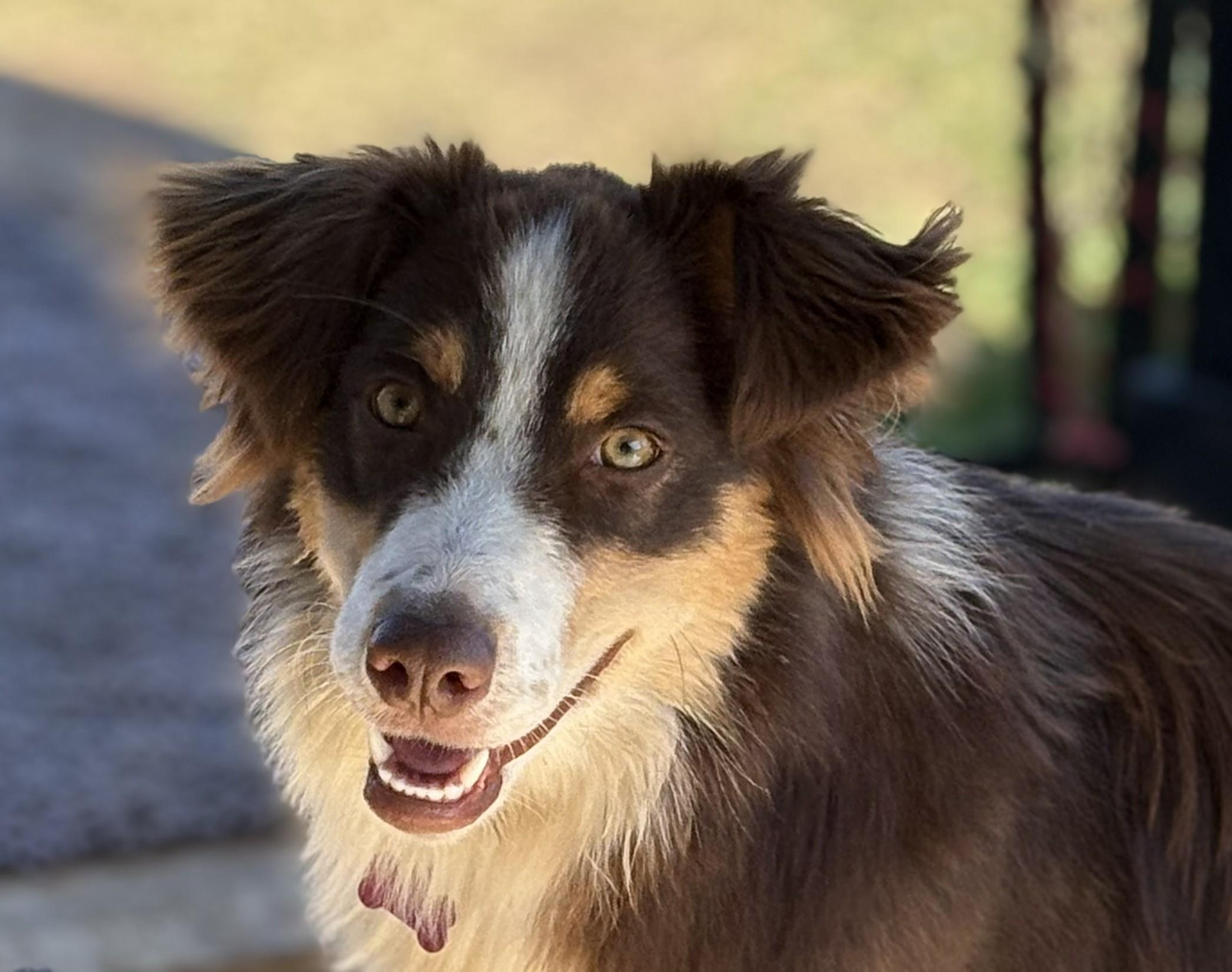 Nova, adopted, Young Female Australian Shepherd & Border Collie.