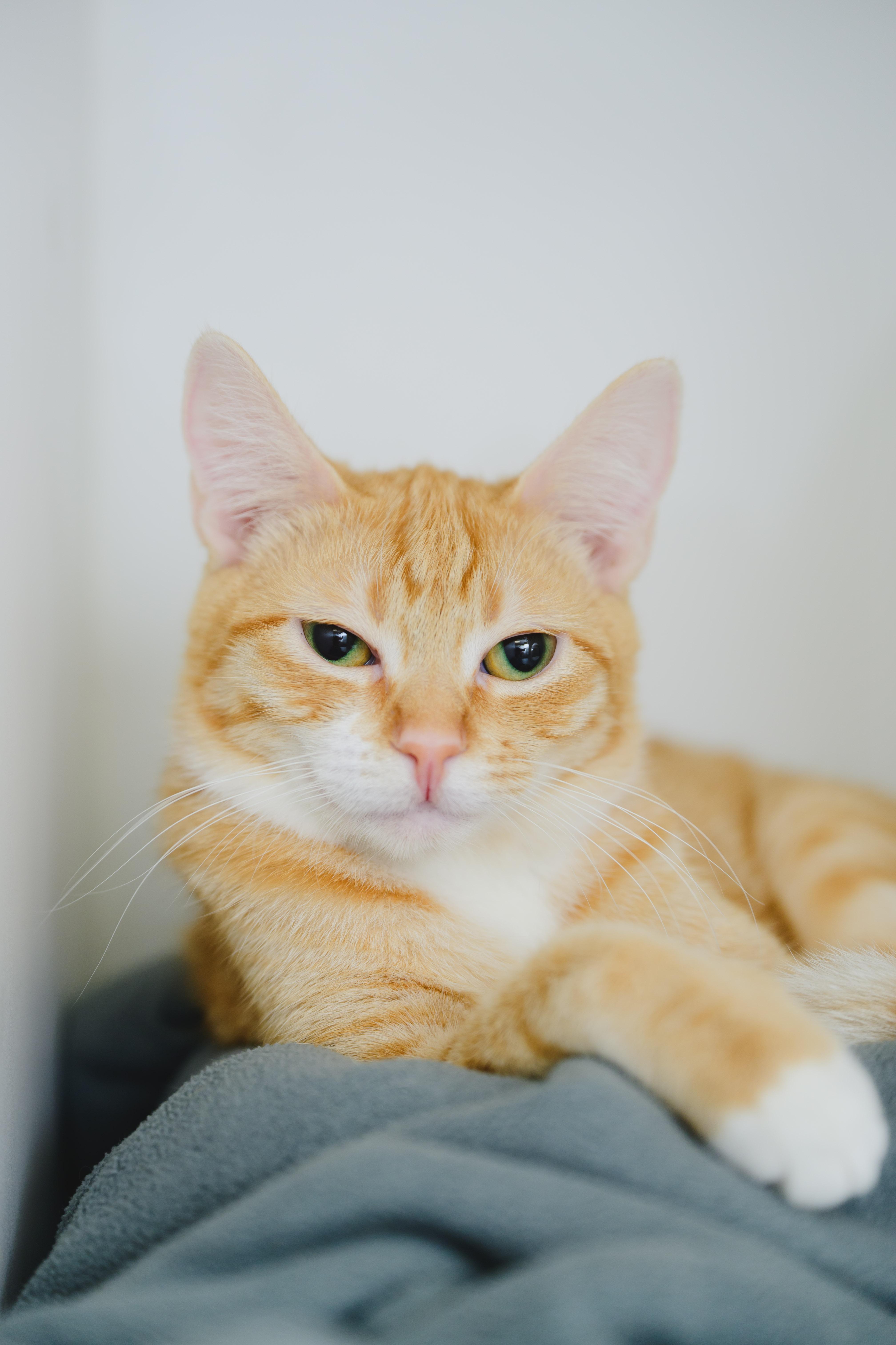 Milo, Adoptable, Young Male Domestic Short Hair.