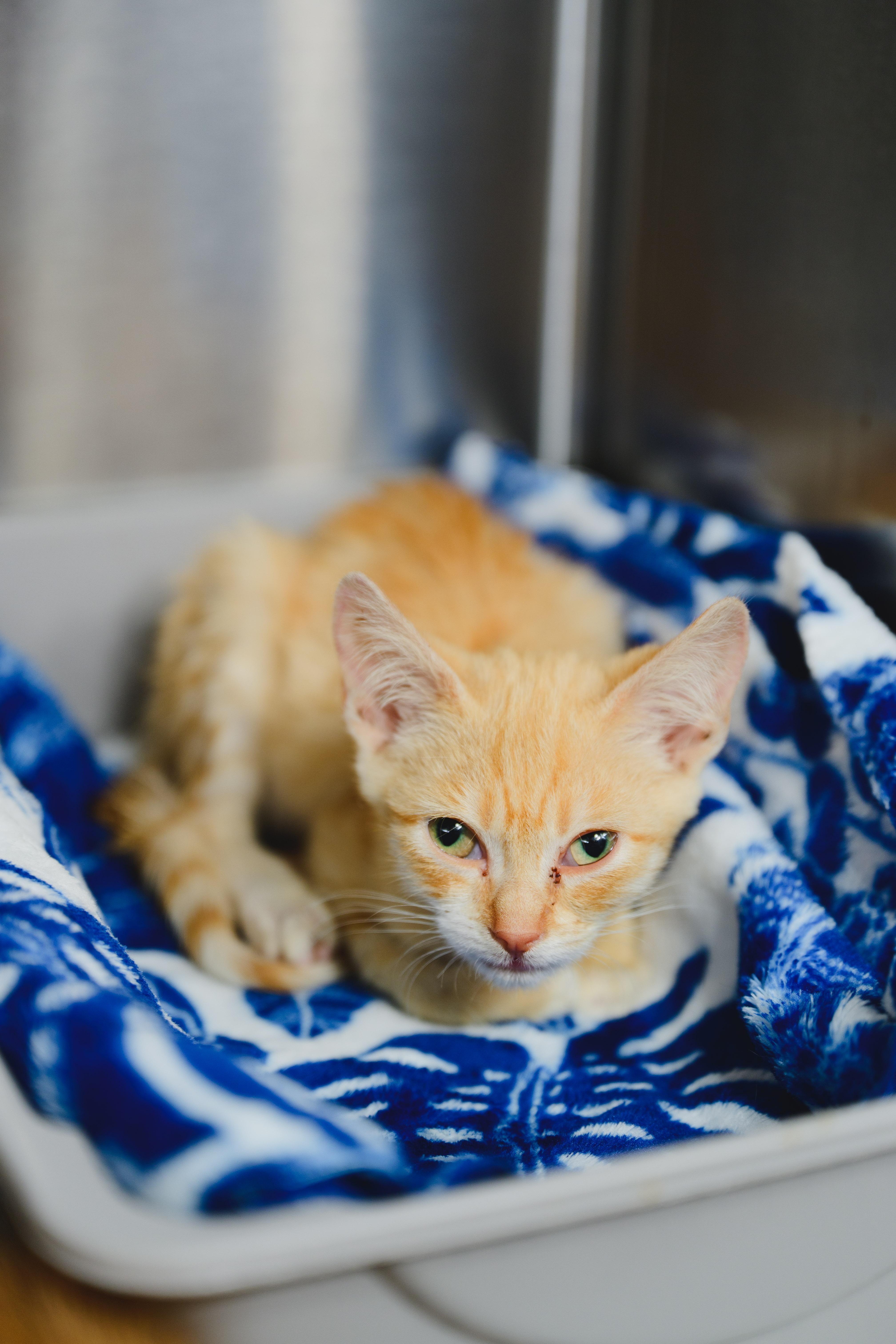 Enlarge Milo, a Adoptable Domestic Short Hair in Honolulu, HI image 2/6