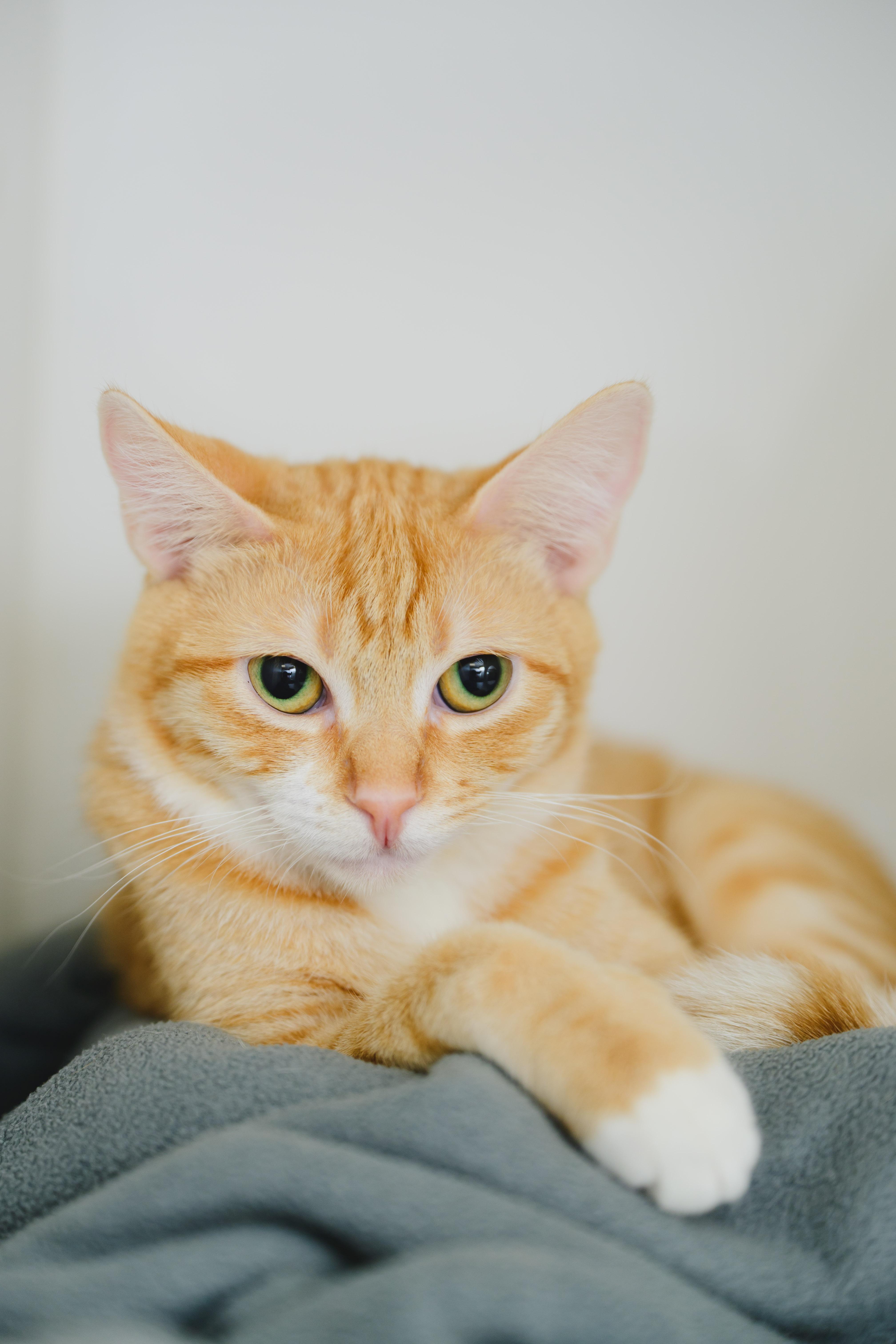 Enlarge Milo, a Adoptable Domestic Short Hair in Honolulu, HI image 3/6