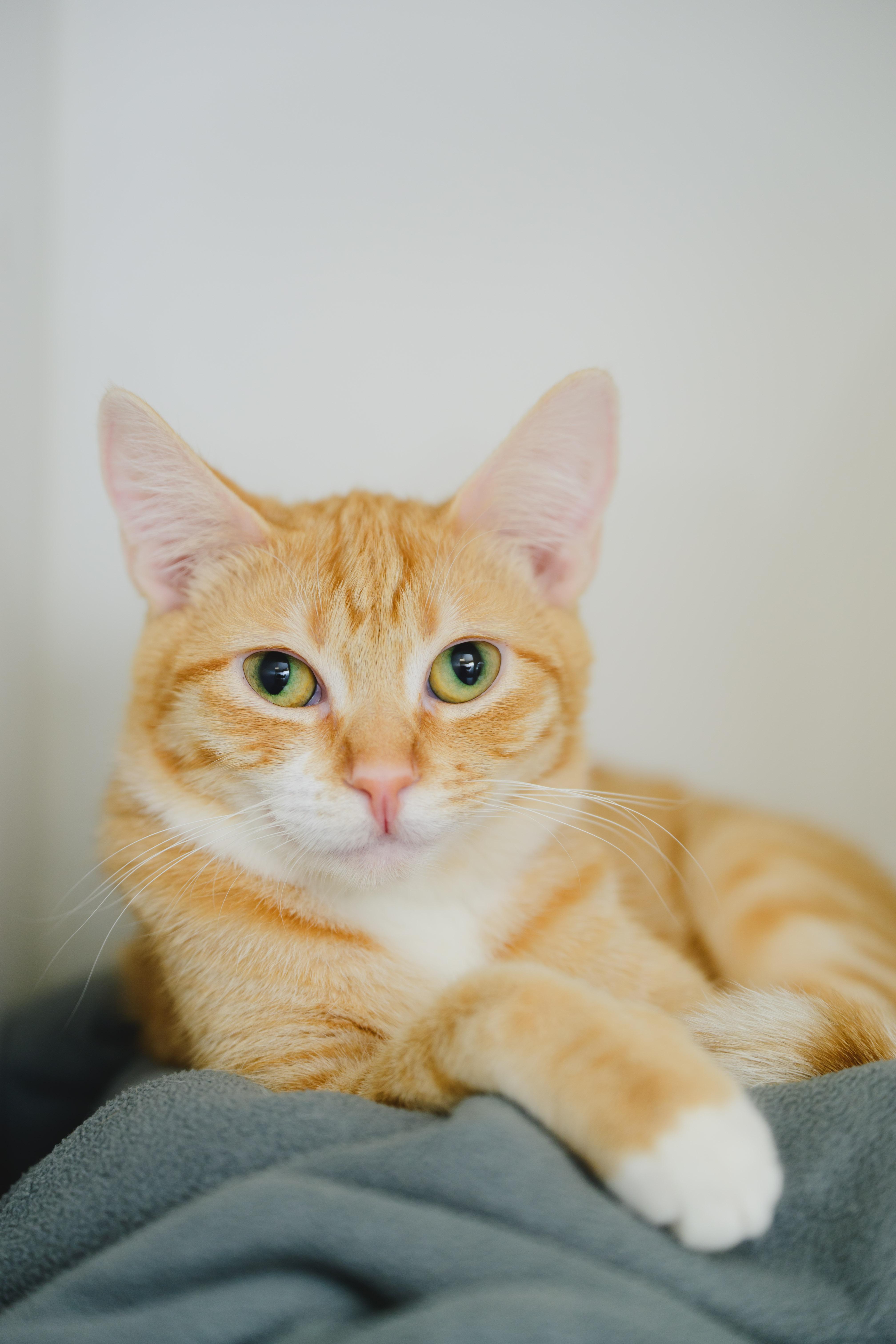 Enlarge Milo, a Adoptable Domestic Short Hair in Honolulu, HI image 4/6